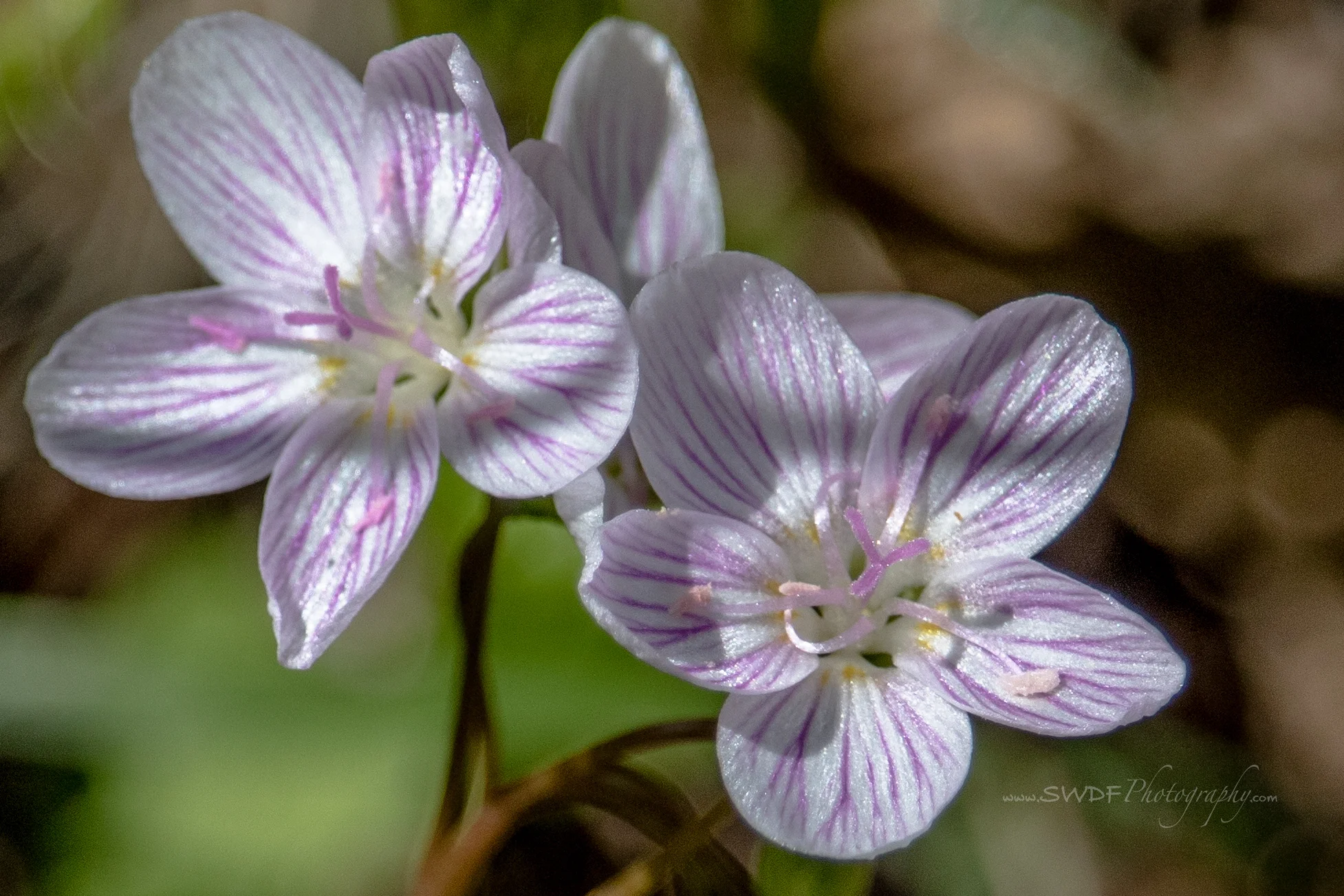 Virginia Spring Beauty.jpg