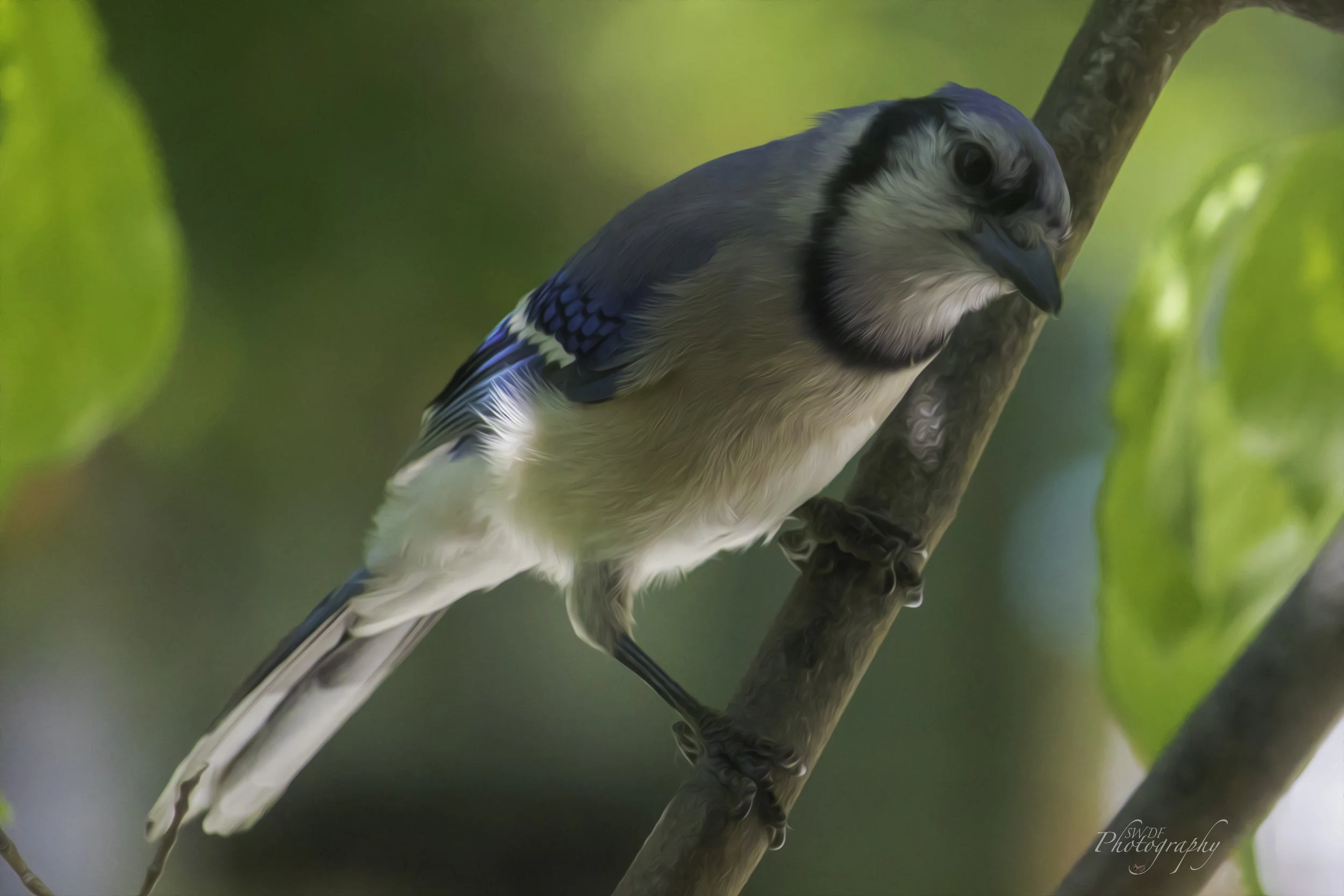 Bluejay in Style.jpg