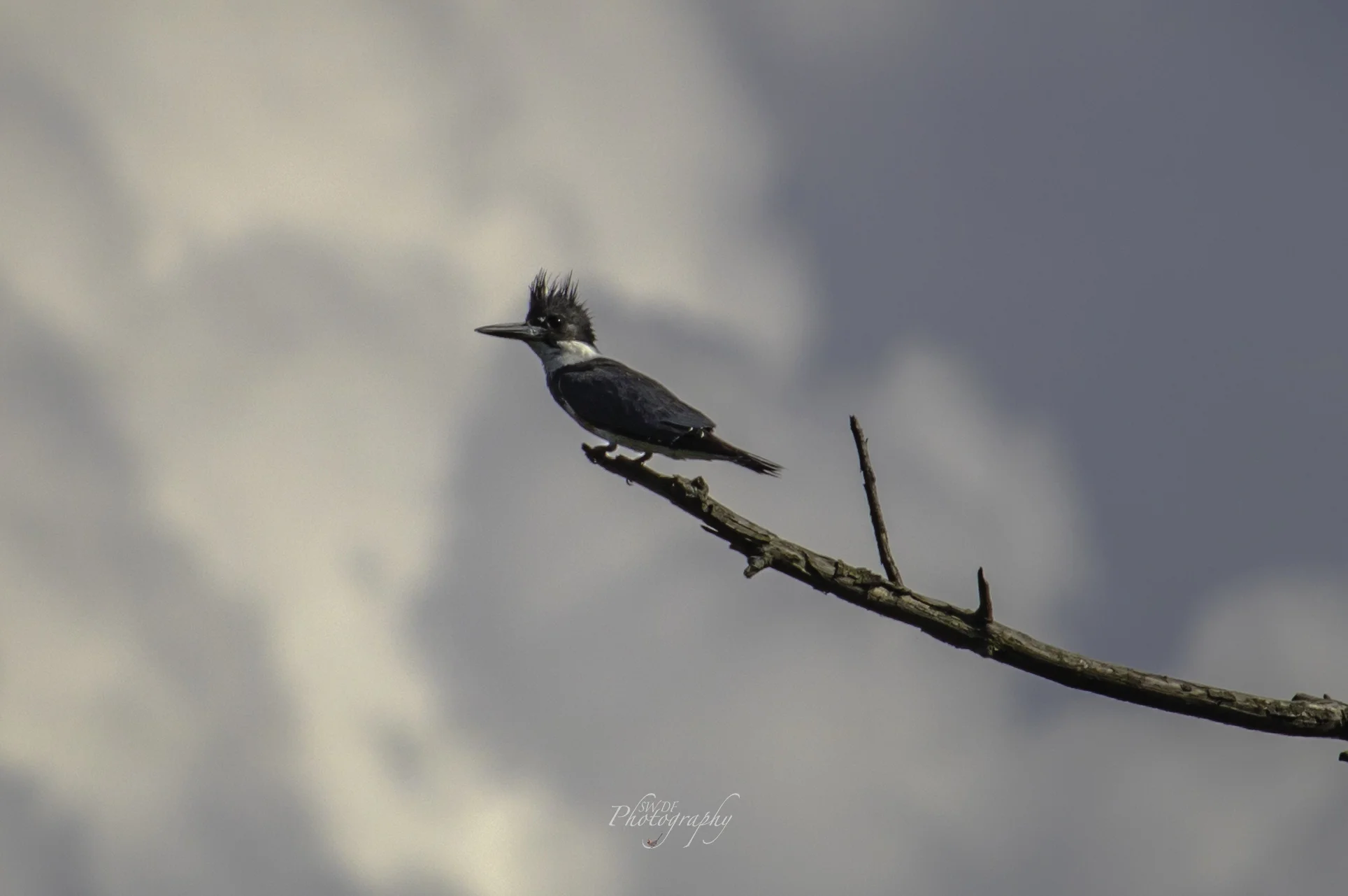 Sandy Ridge Belted Kingfisher3.jpg