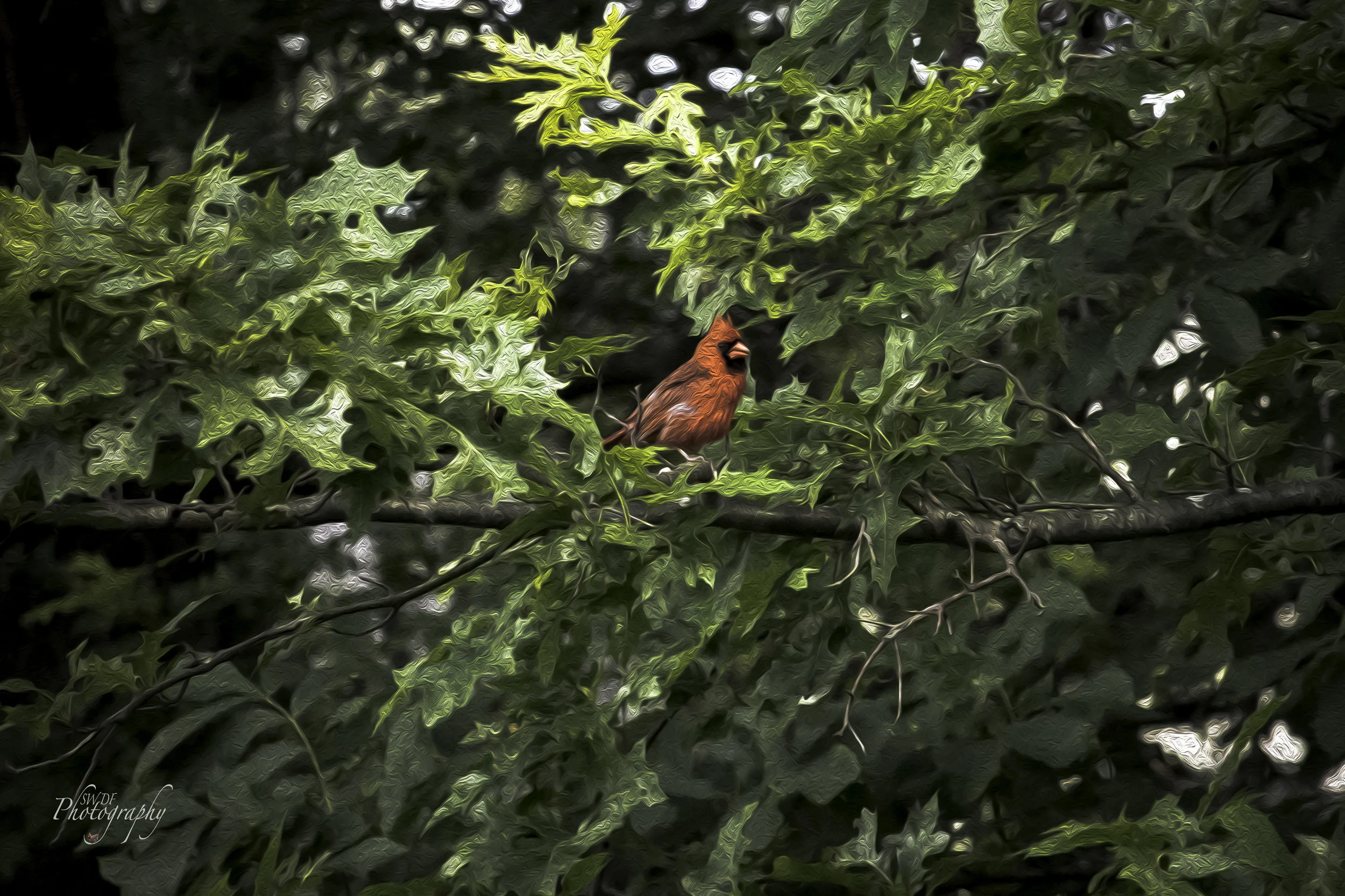Sandy Ridge Cardinal Oil.jpg