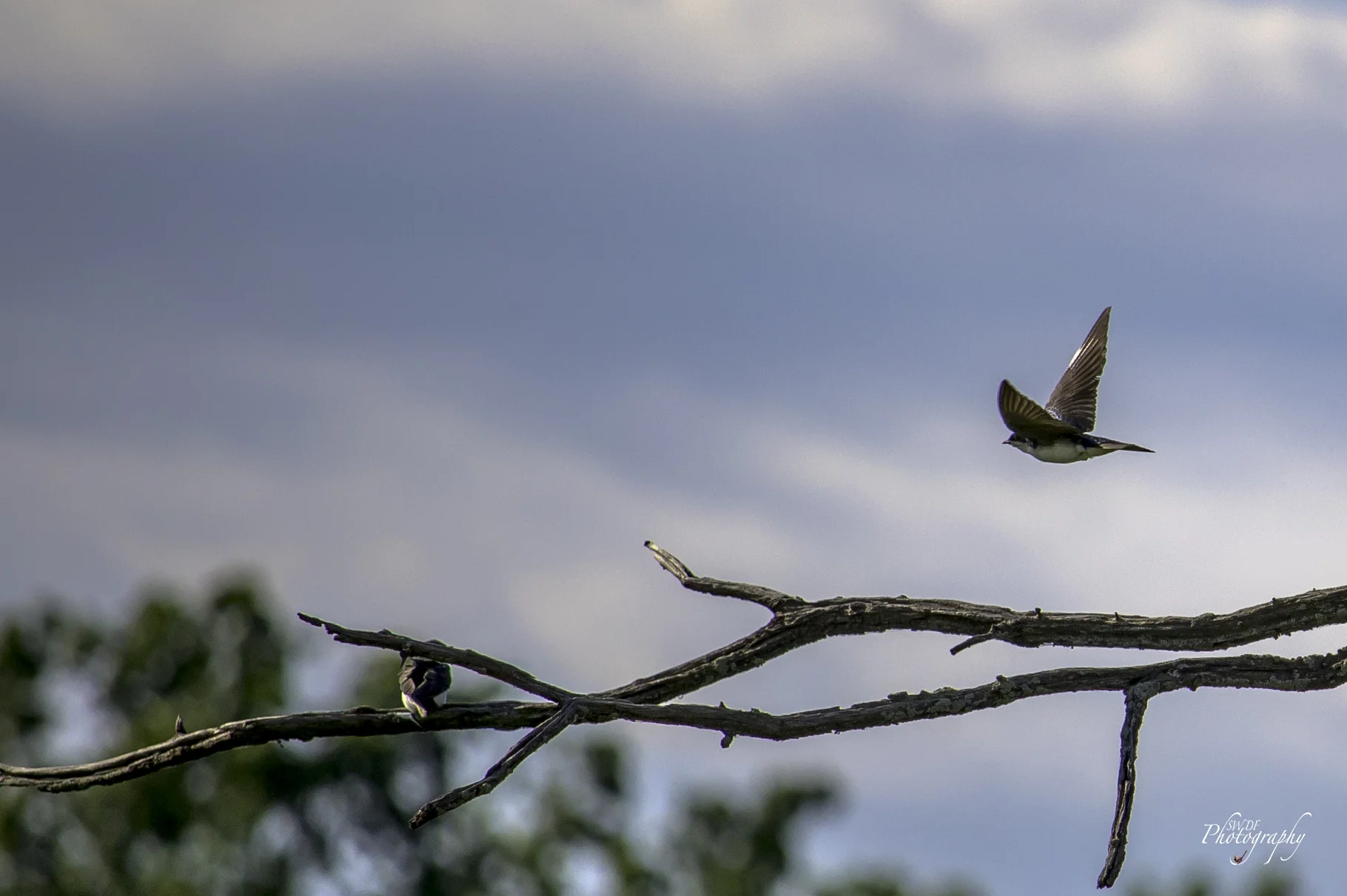 Sandy Ridge Tree Swallows.jpg