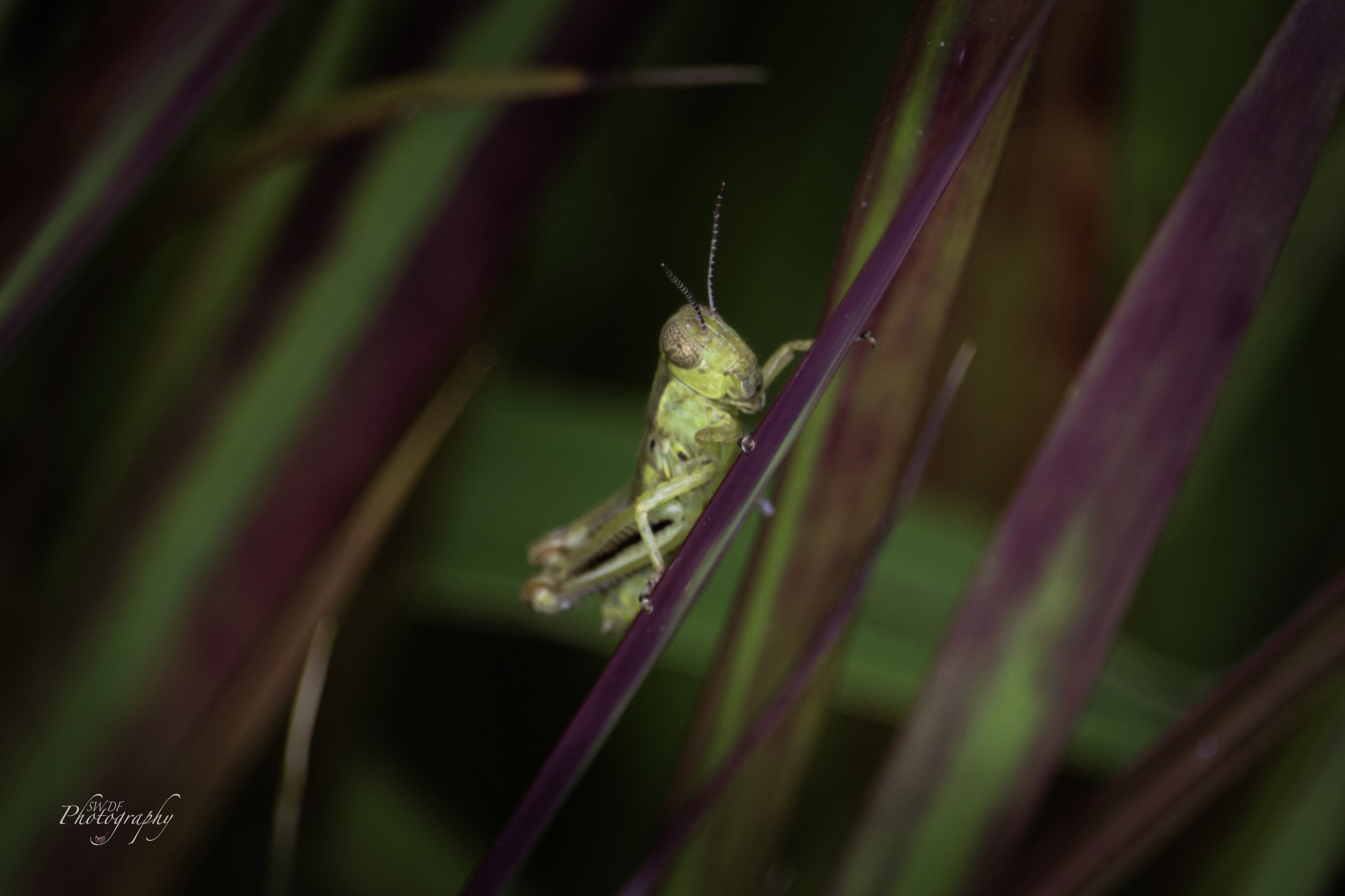 Clyburn Arboretum - Grasshopper.jpg