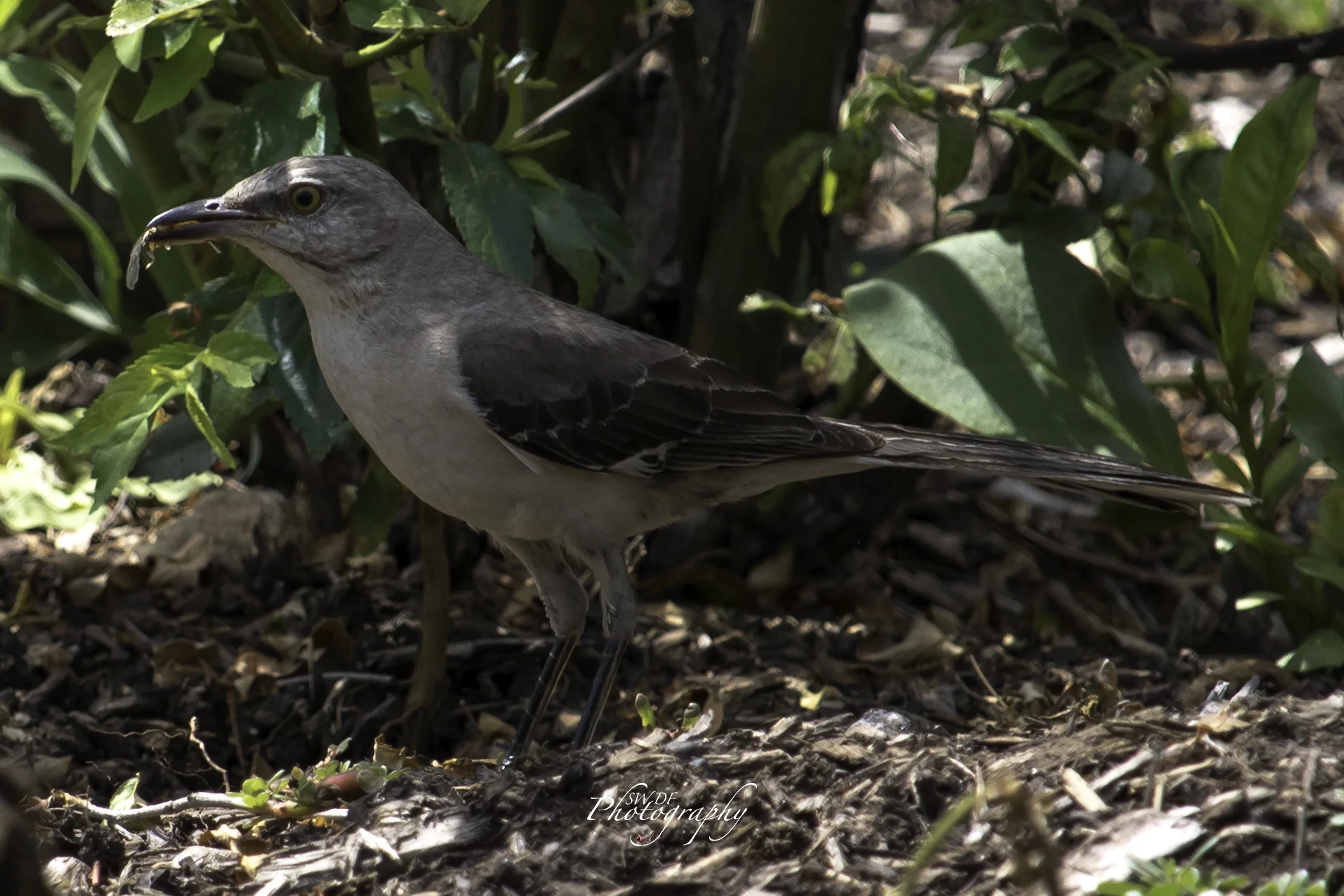 Clyburn Arboretum - Mockingbird.jpg