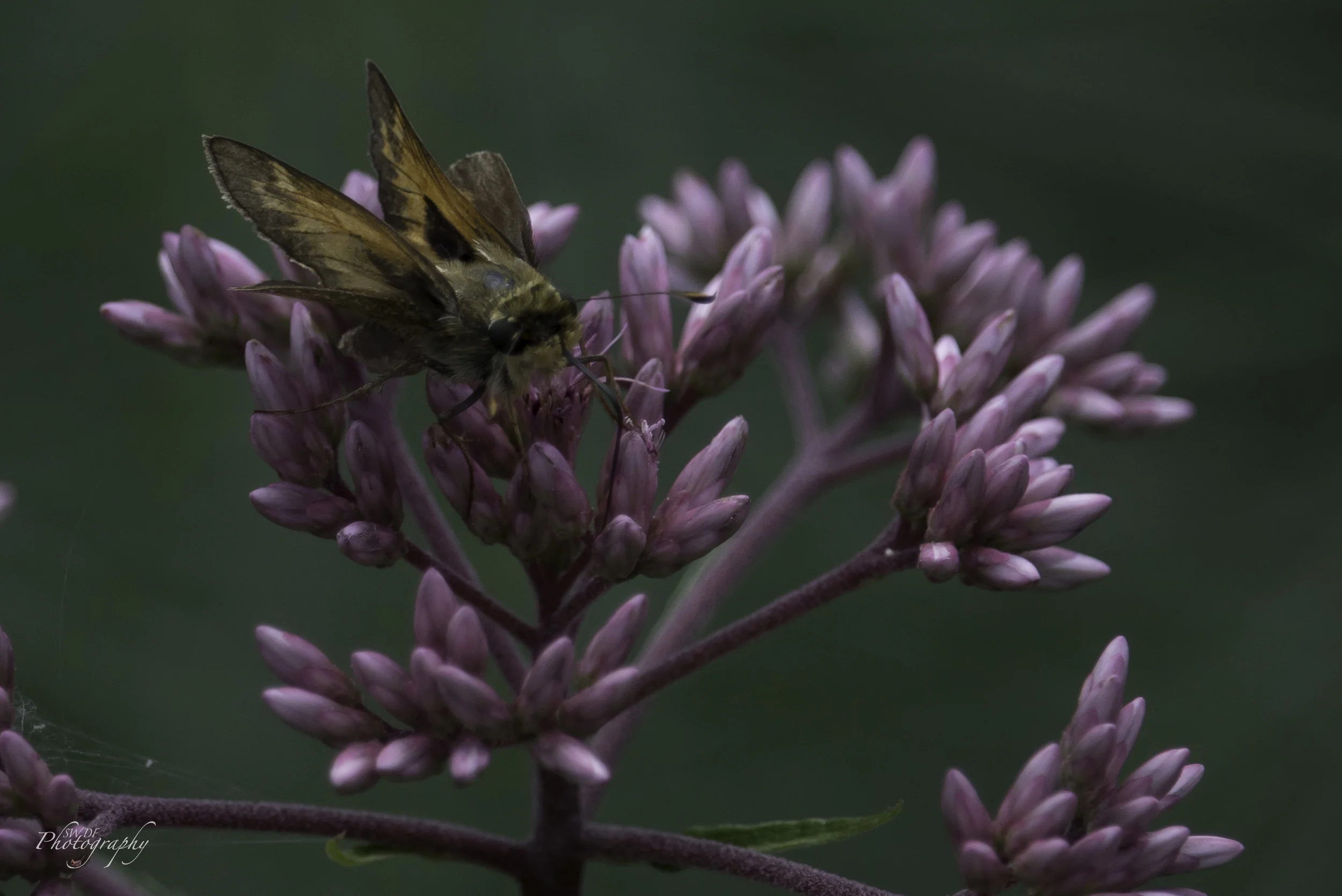 Clyburn Arboretum - Moth2.jpg