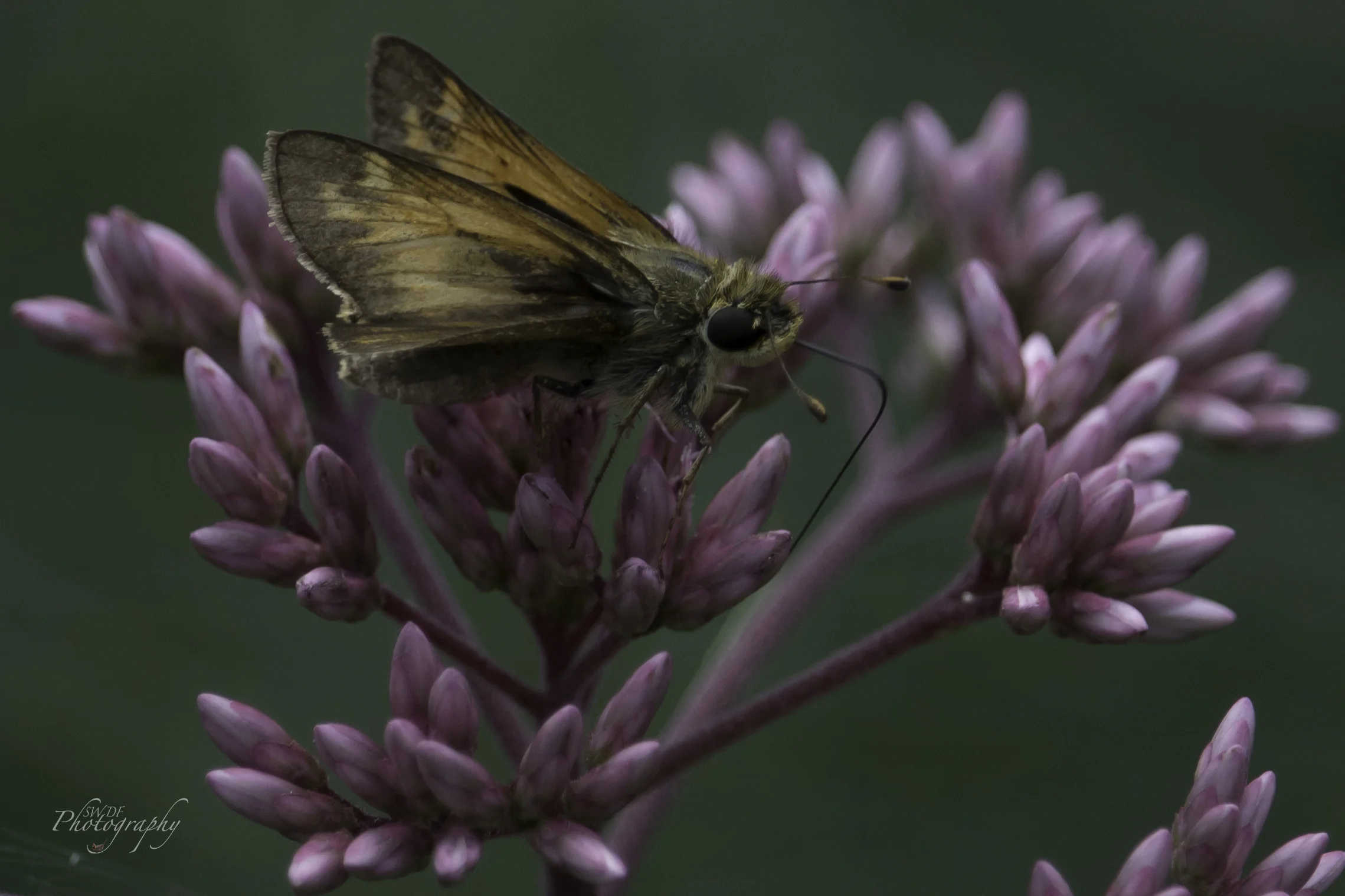 Clyburn Arboretum - Moth3.jpg