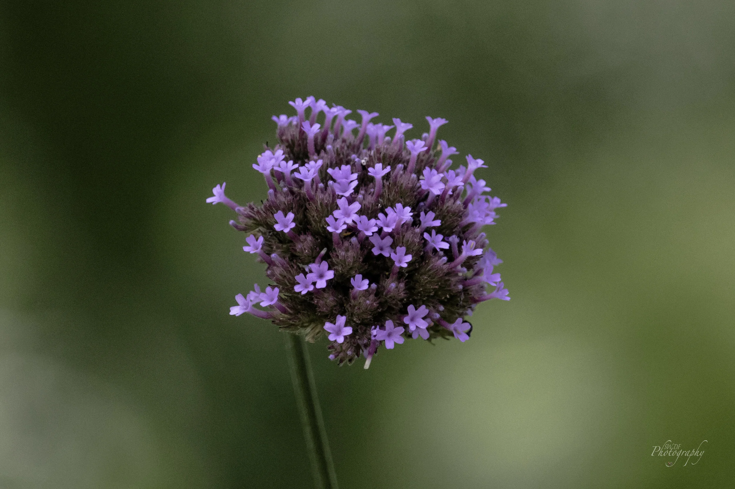 Clyburn Arboretum - Flower Ball.jpg
