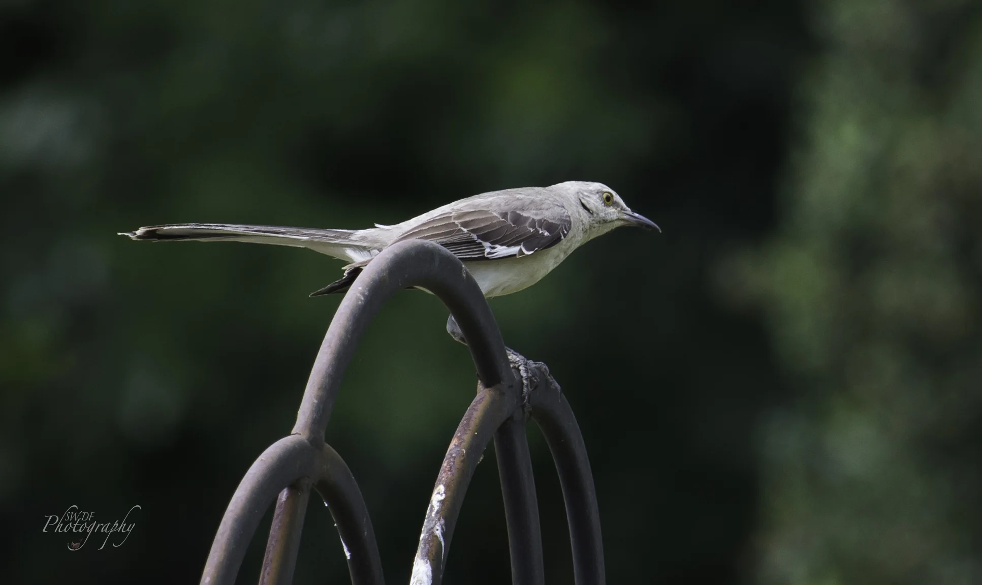 Clyburn Arboretum - Mockingbird2.jpg