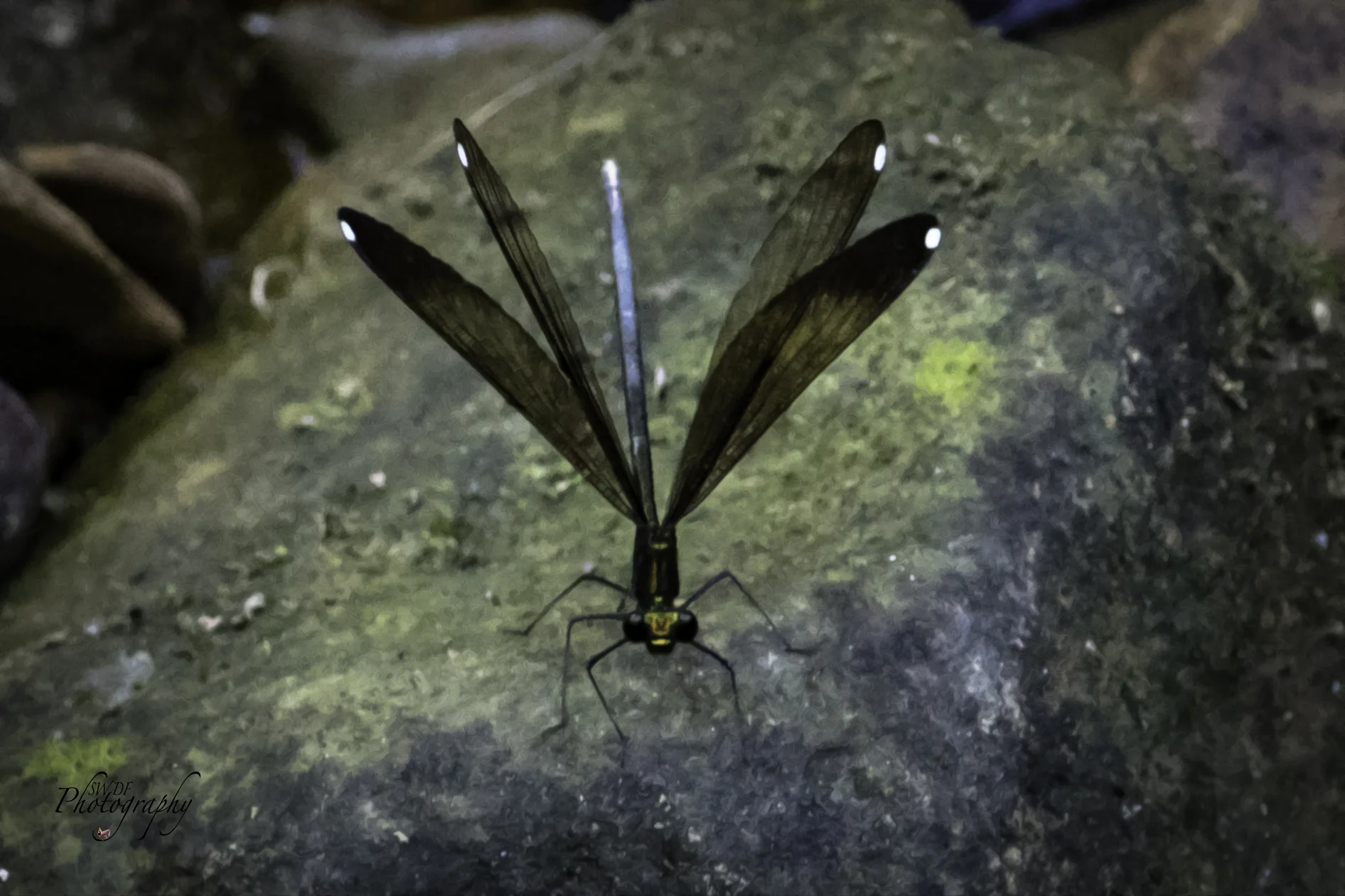 CVNP - Dragonfly Oil.jpg
