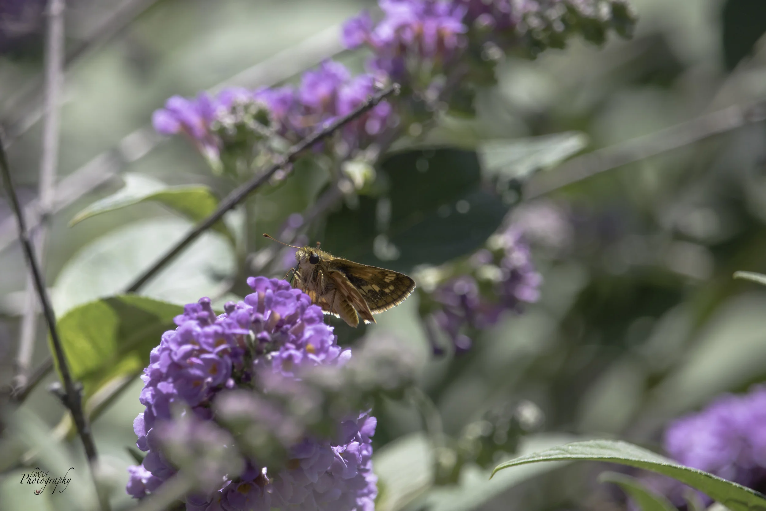Backyard Critters - Butterfly.jpg