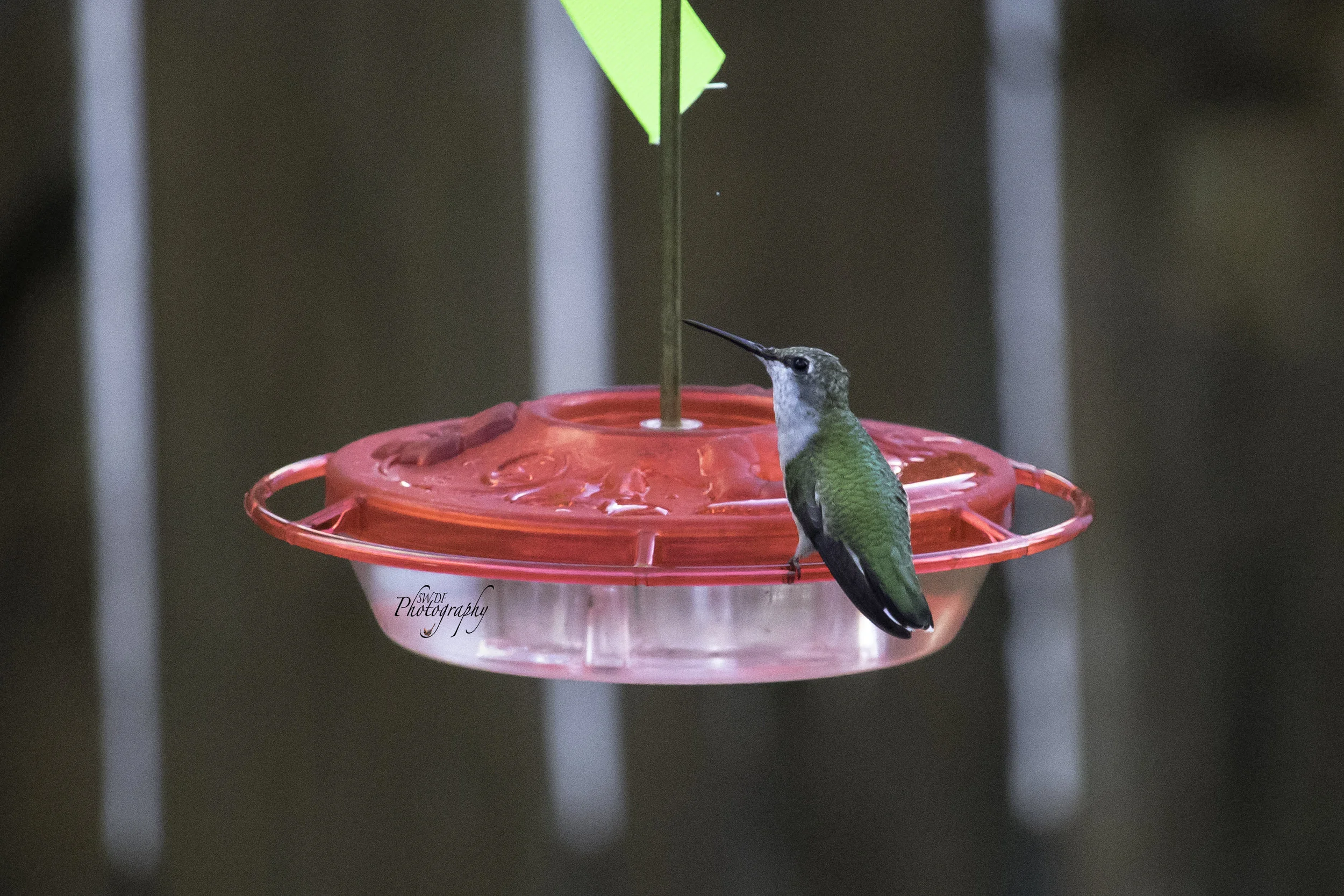 Hummingbird1.jpg