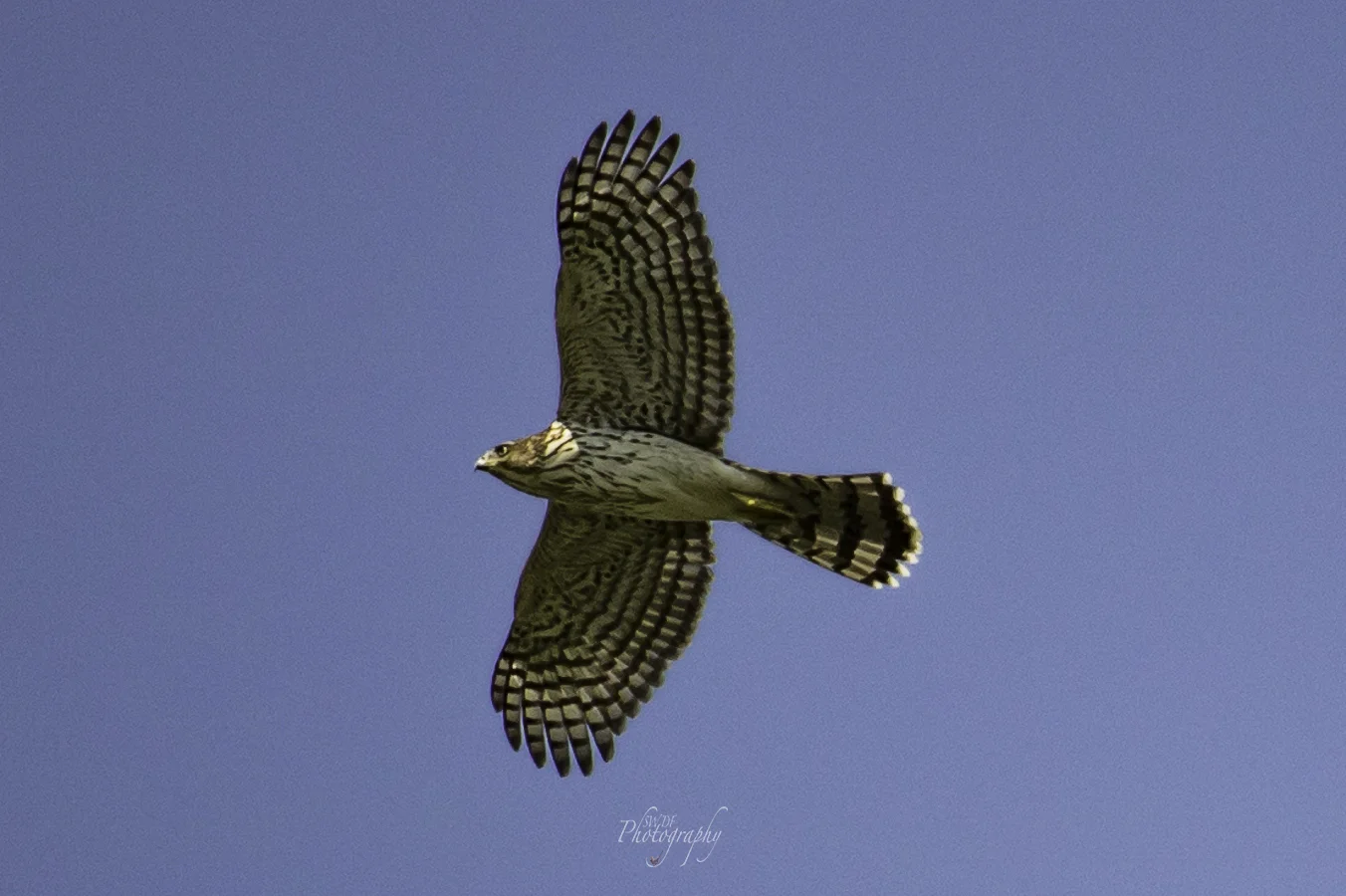 Falcon.jpg