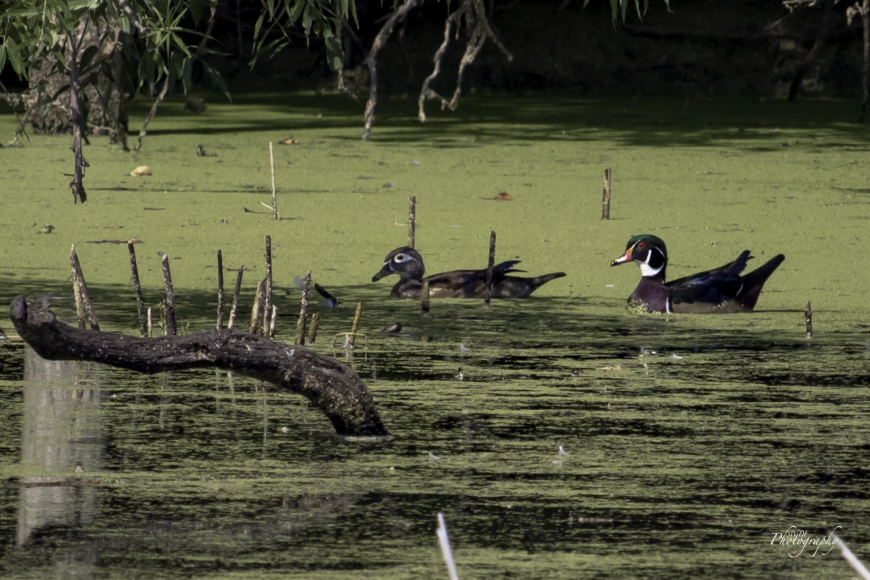 Wood Ducks.jpg