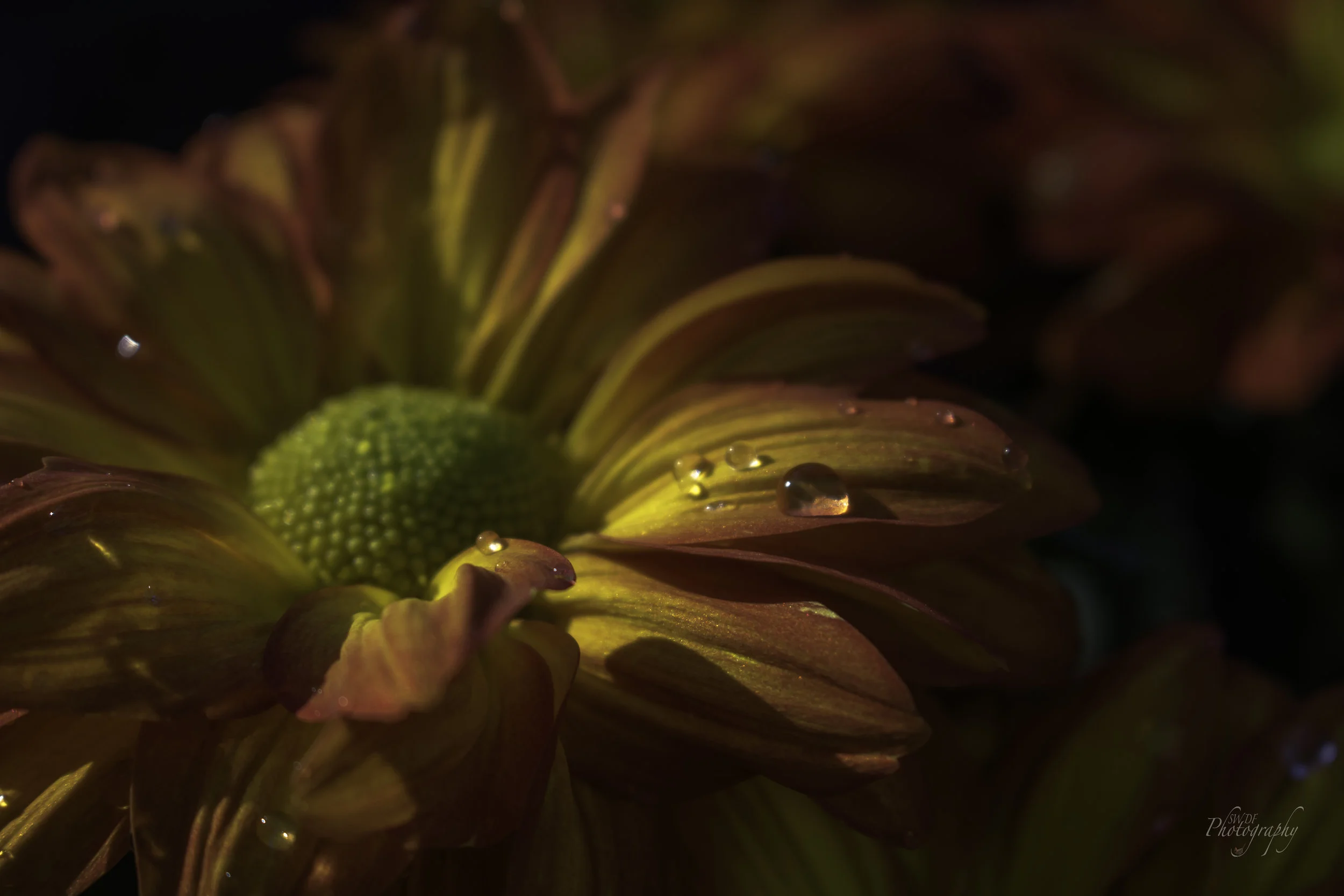 Pelee Mums2.jpg