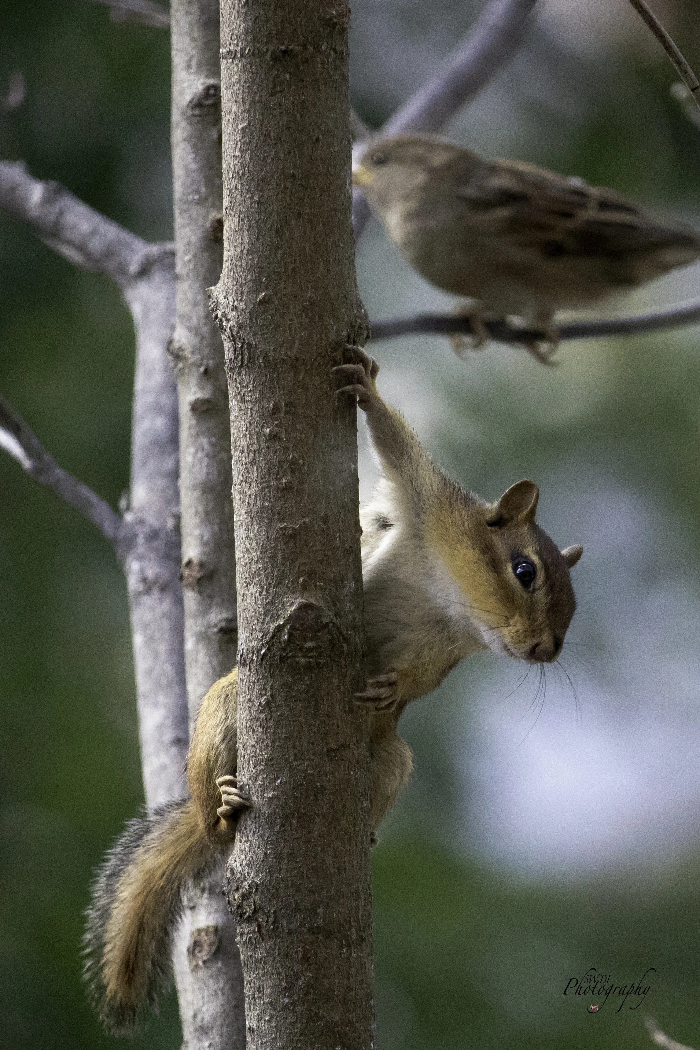 Chipmunk Vertical.jpg