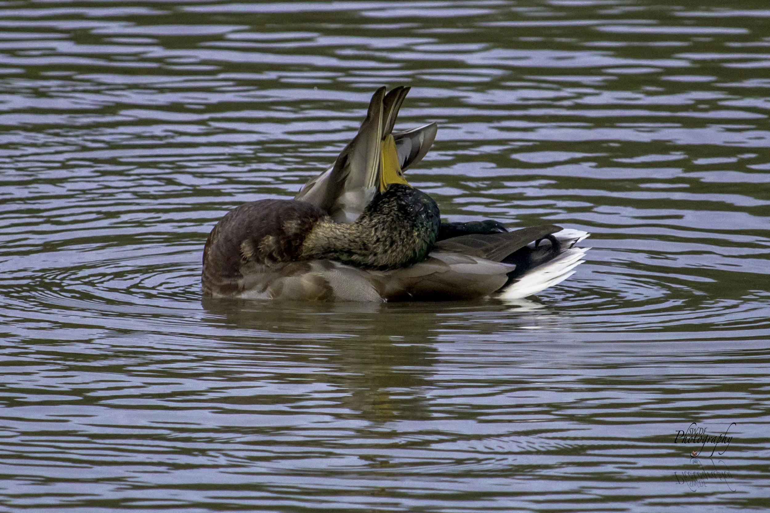 Sandy Ridge - #Mood Mallard3.jpg