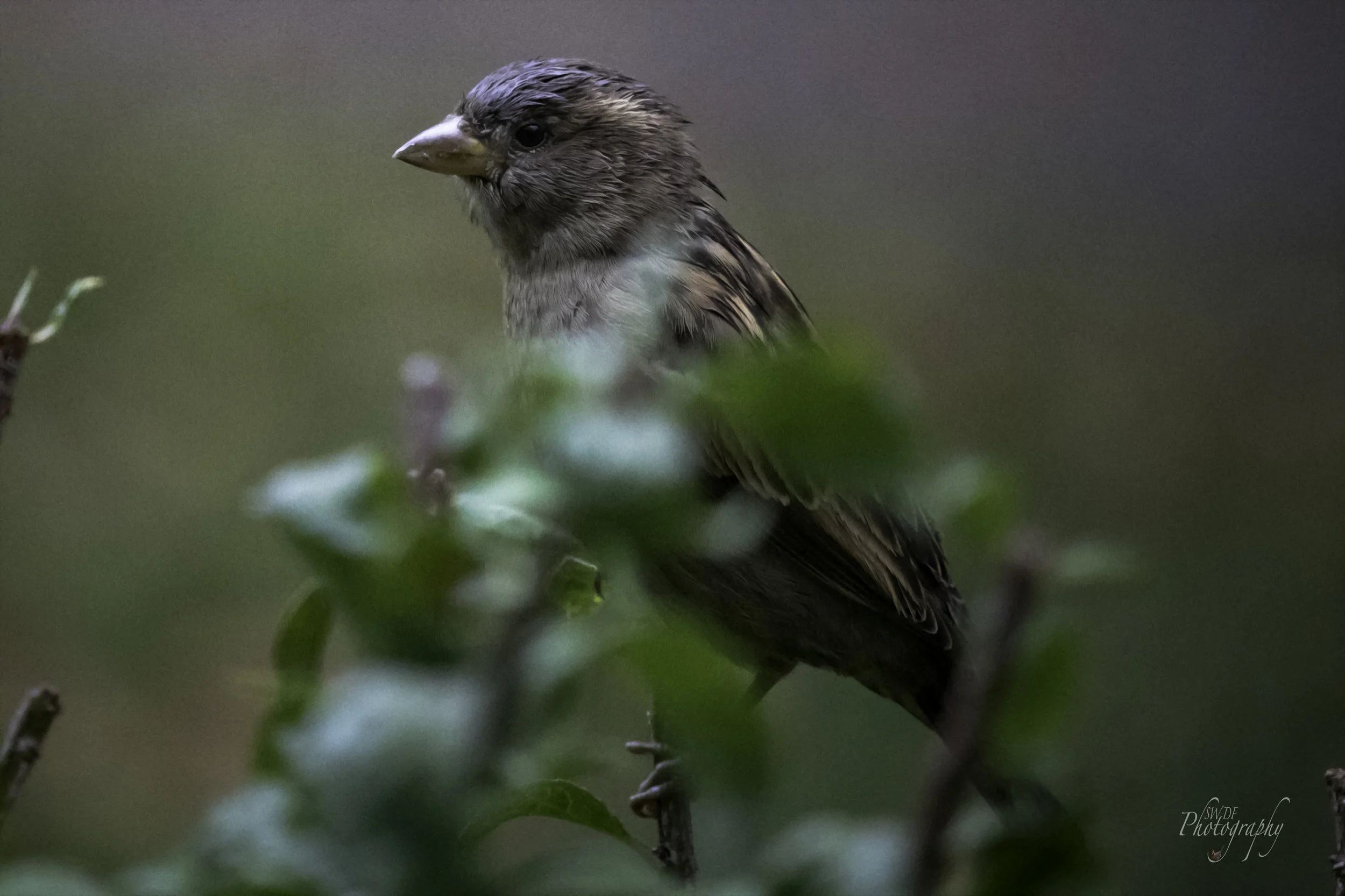 Sparrow in the Rain.jpg