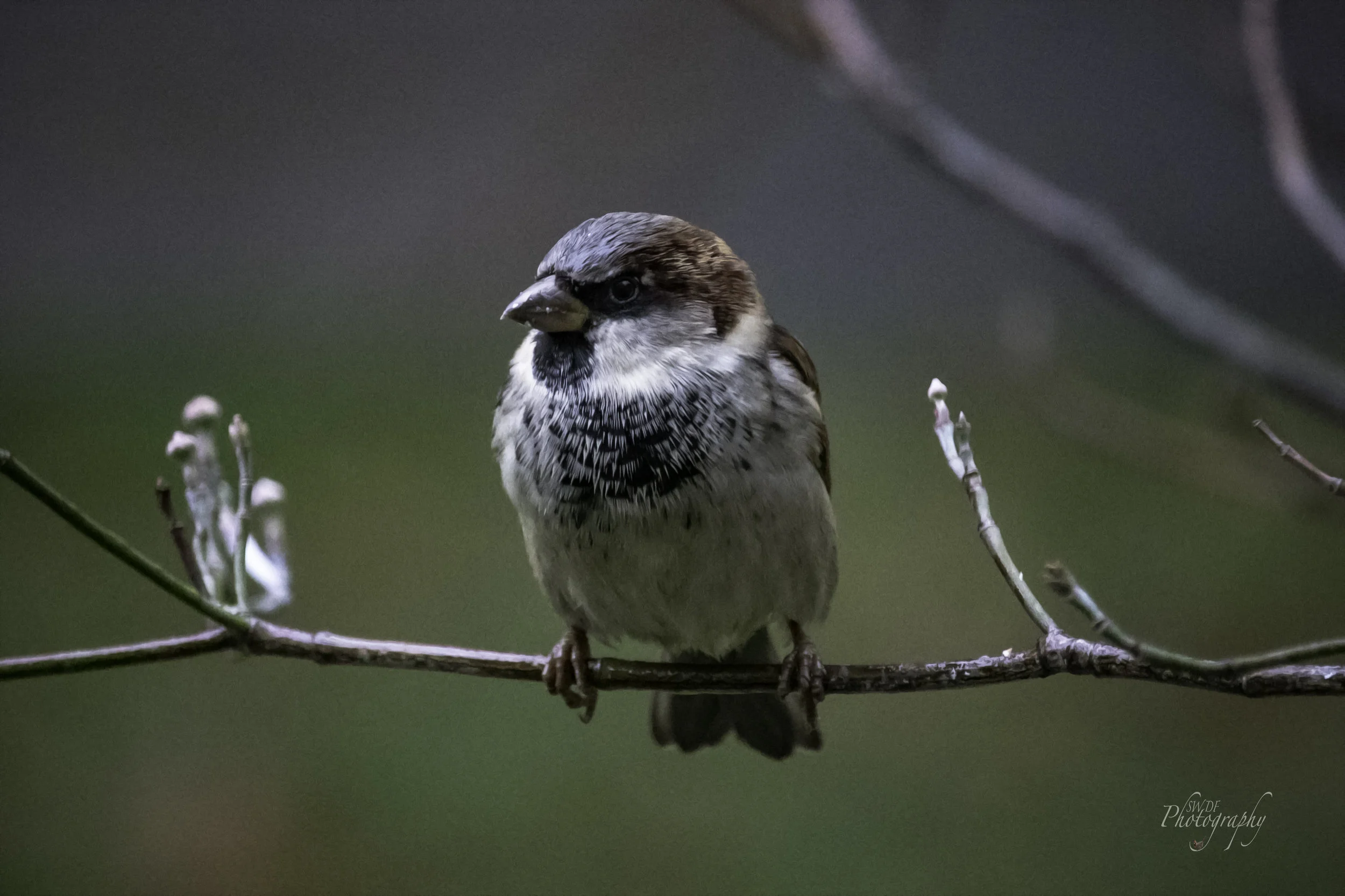 Sparrow in the Rain2.jpg