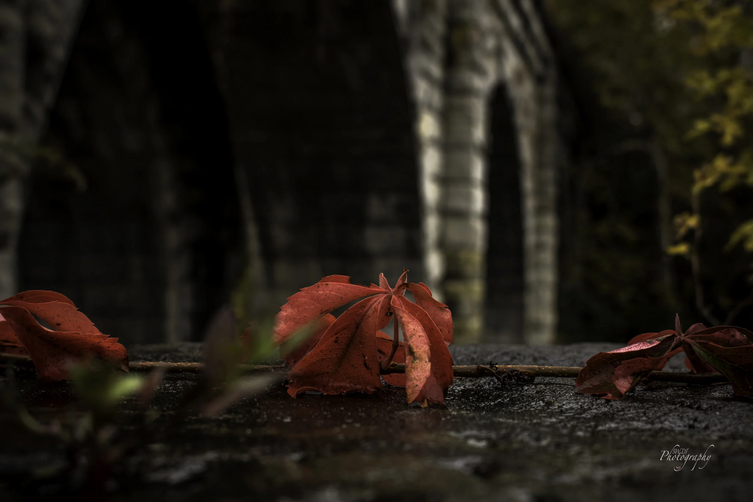Fall Foliage - A leaf and a Bridge2.jpg