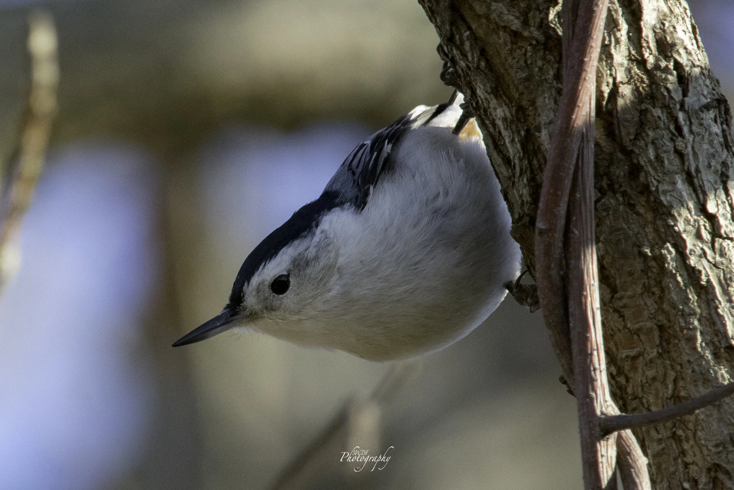 Sheldons Marsh - Nuthatch4.jpg