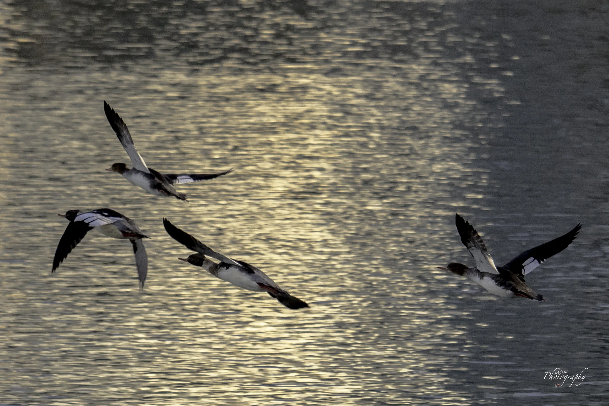 Common Mergansers in Flight2.jpg