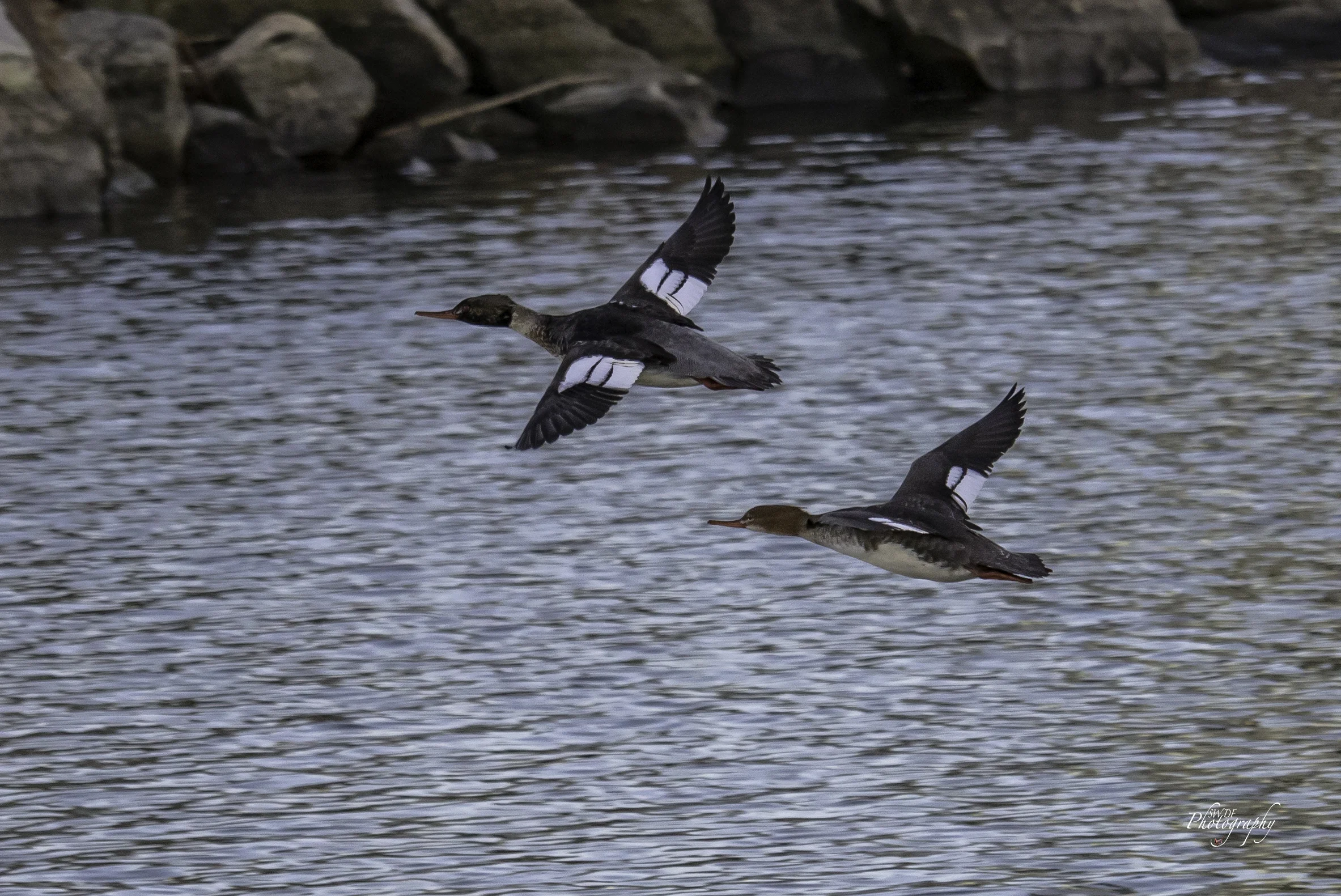 Common Mergansers in Flight.jpg
