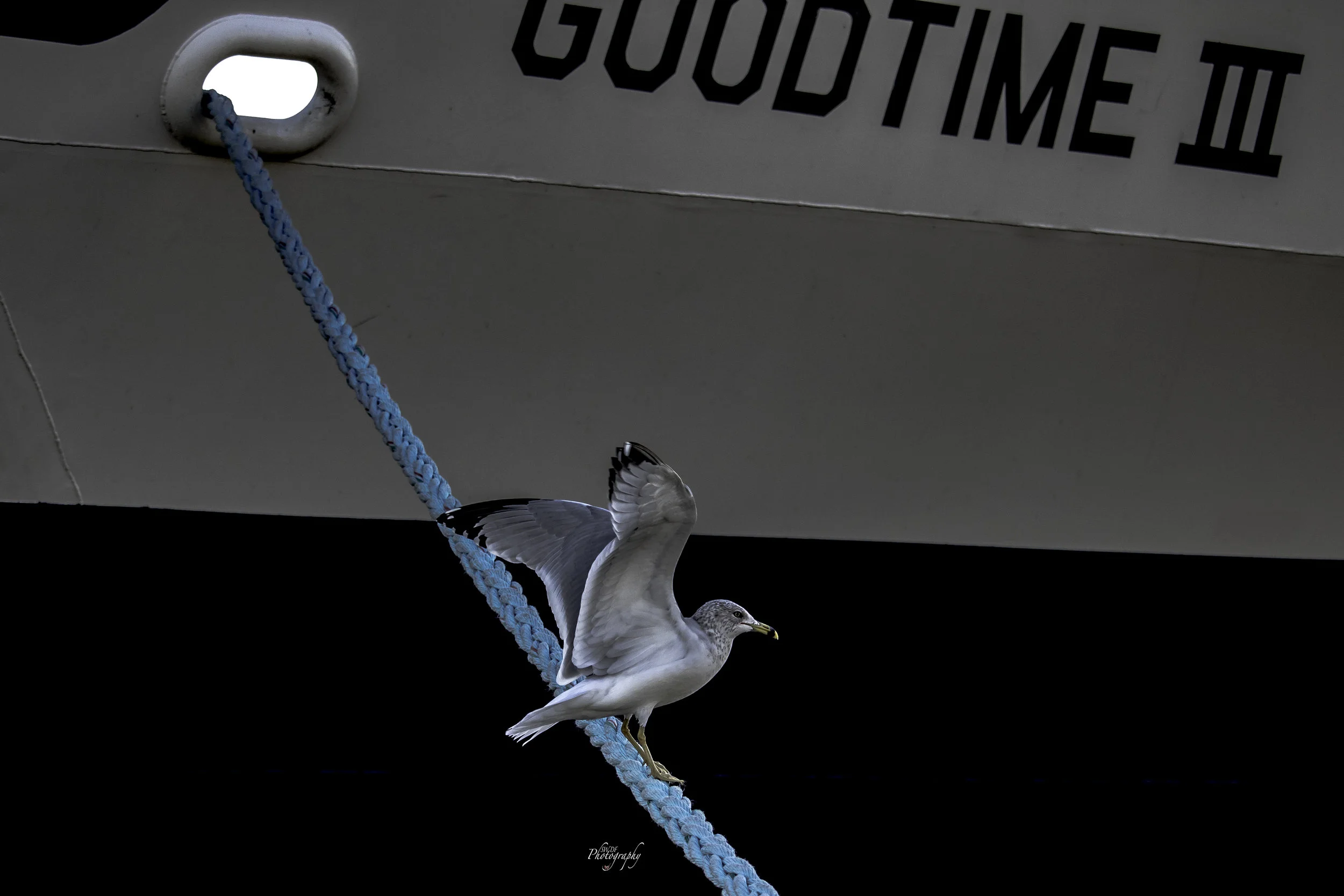 Goodtime Gull.jpg
