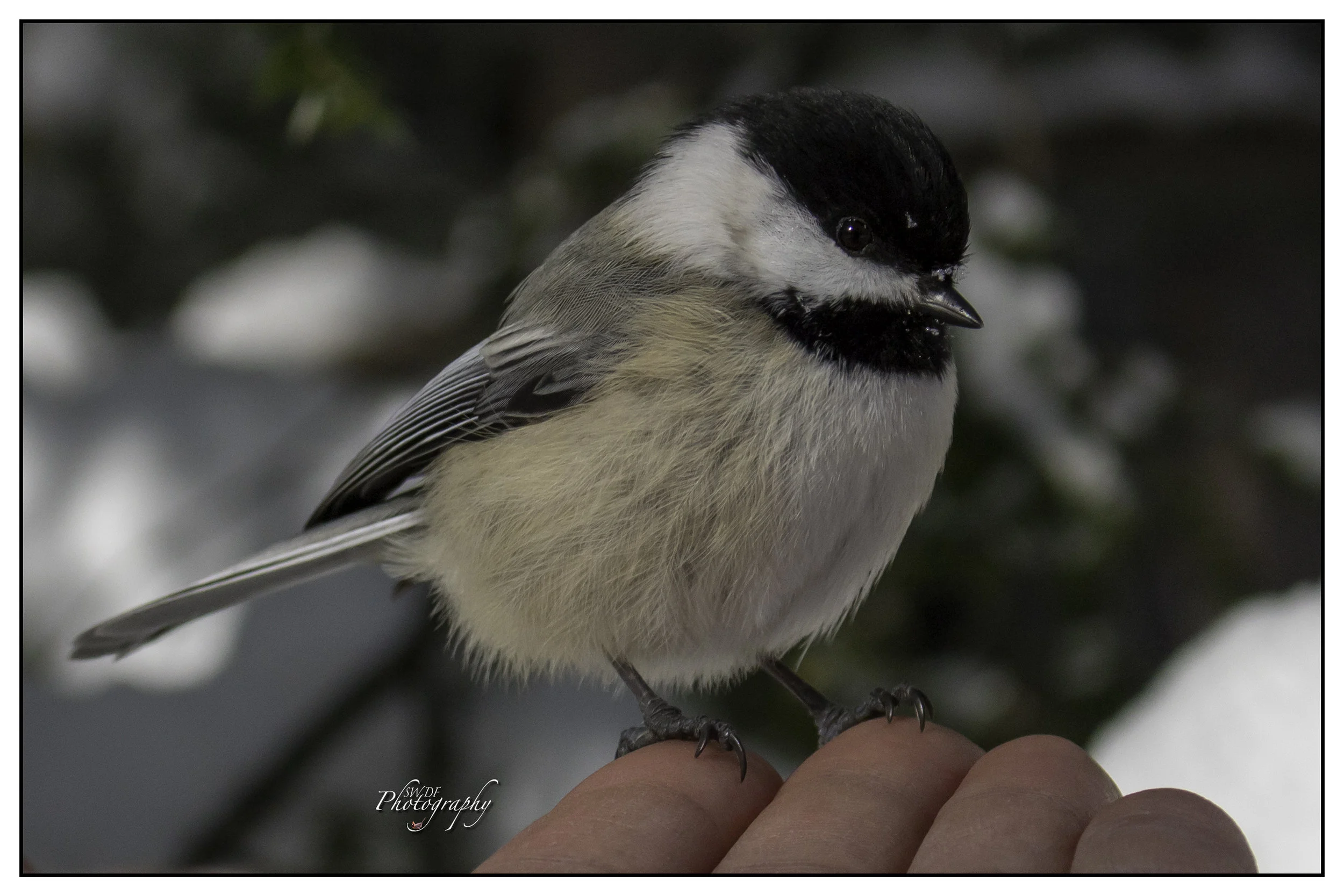 NYE Chickadee.jpg