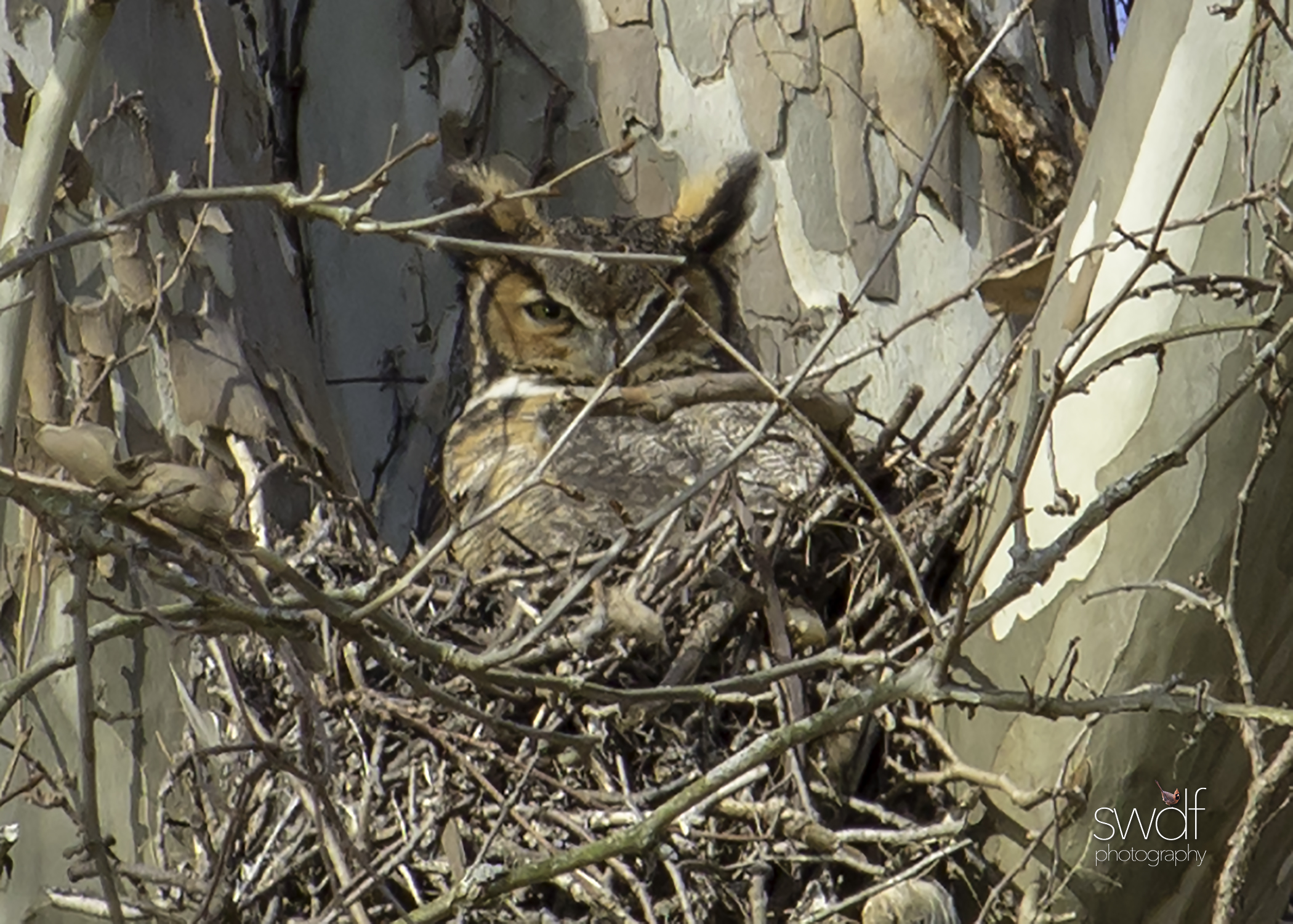 Great Horned Owl CVNP.jpg