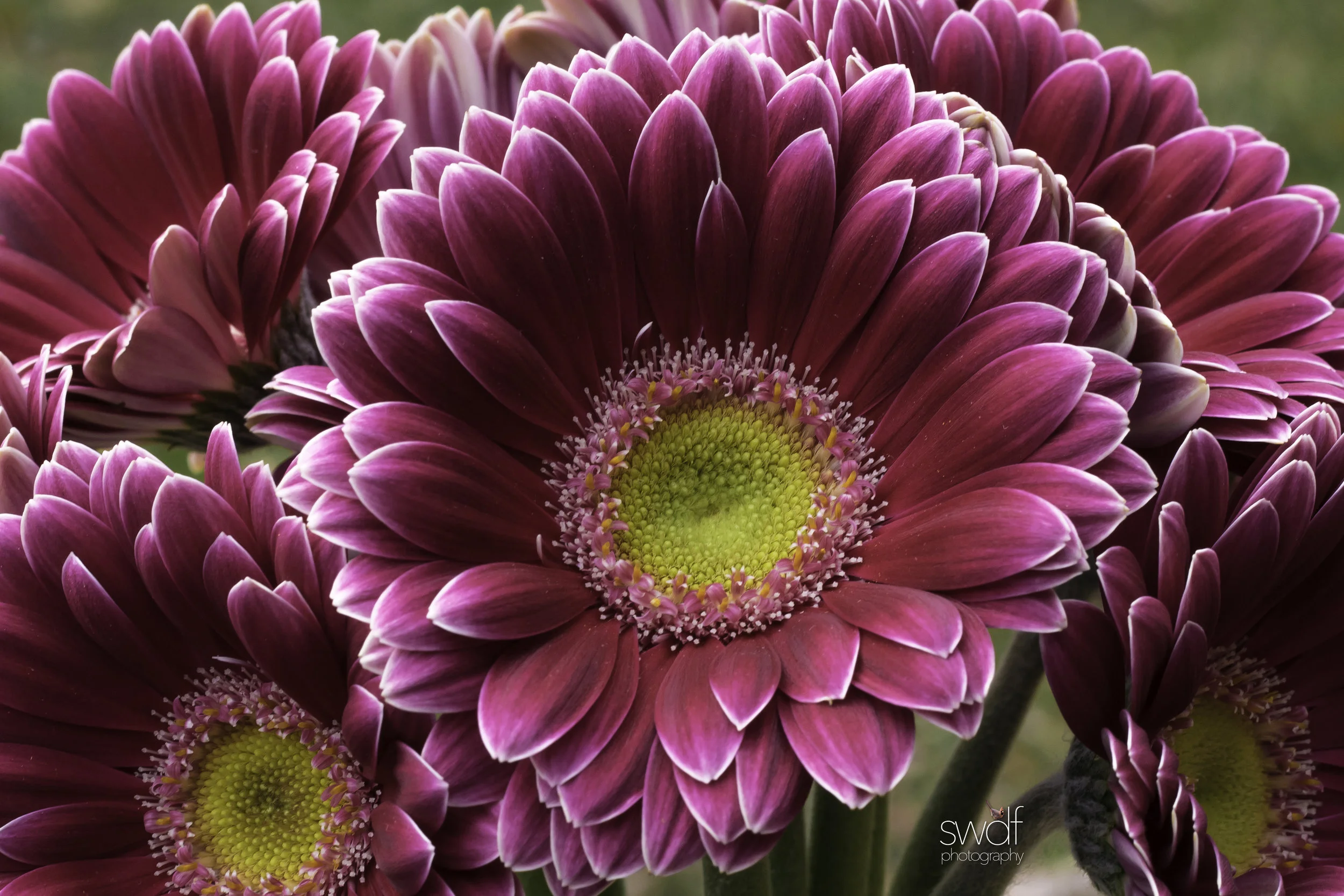 Spring Gerbera Daisies.jpg