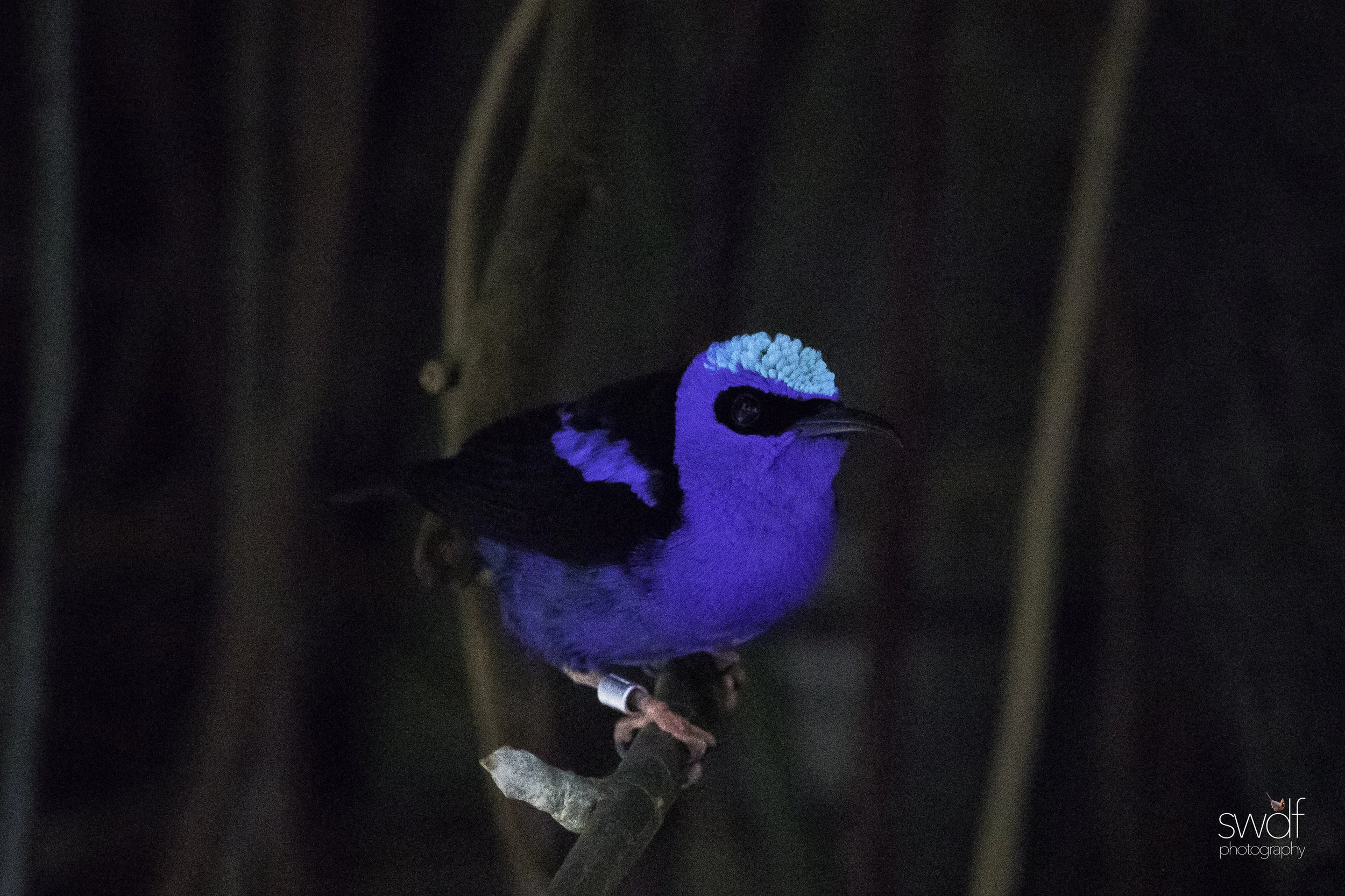 Red-Legged Honeycreeper.jpg