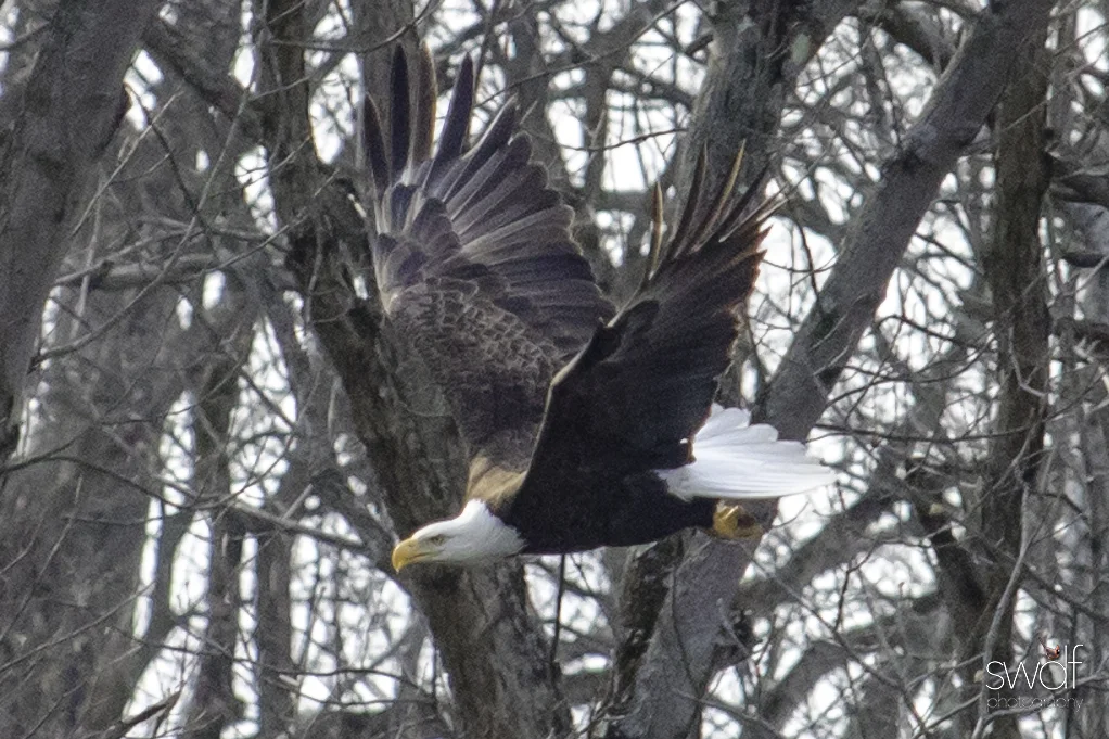 Spring Bald Eagle - CVNP.jpg