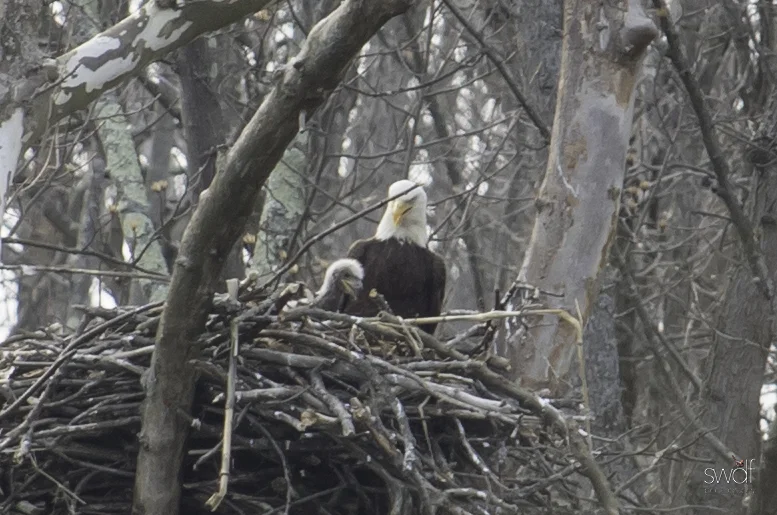 Spring Eaglet2.jpg