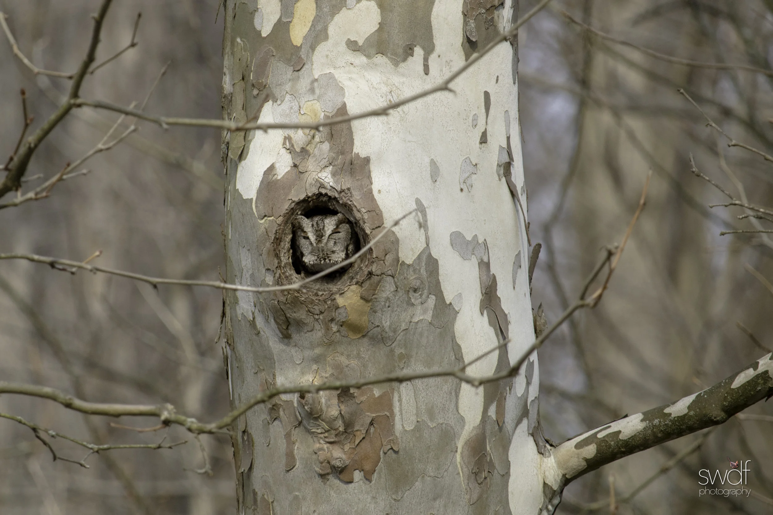 Spring Screech Owl - CVNP.jpg