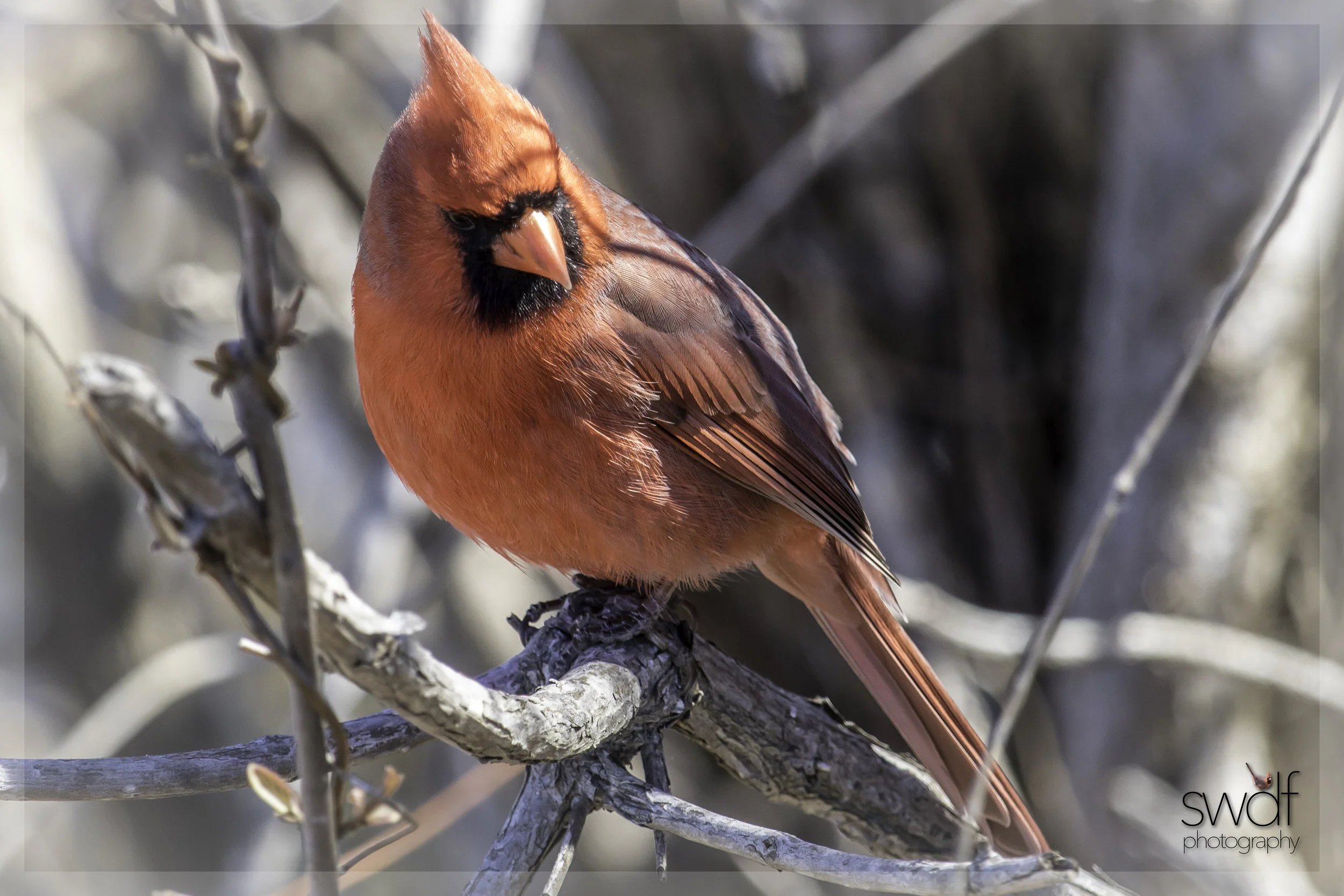 Benjamin Cardinal Portrait - SHeldons Marsh.jpg