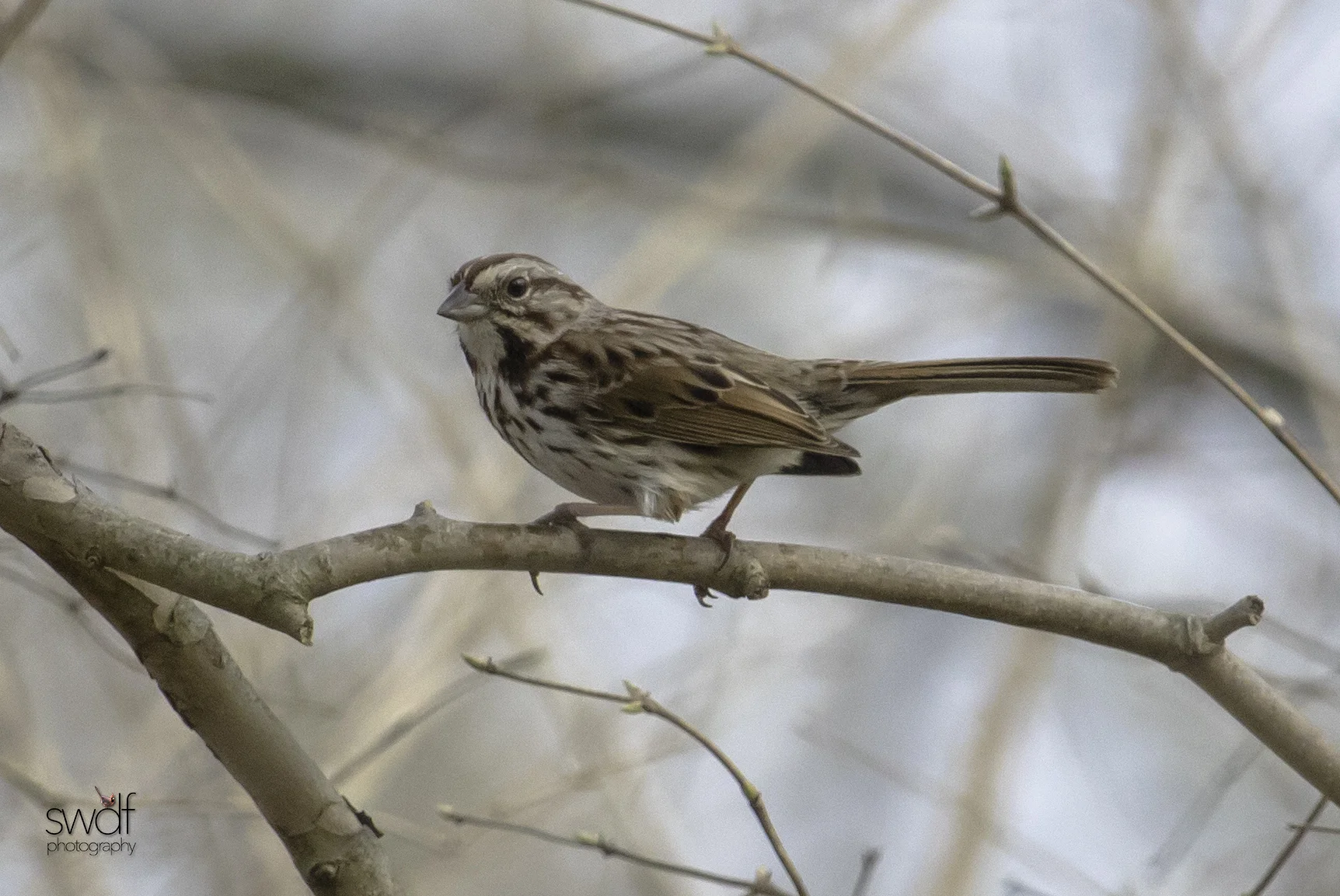 Song Sparrow - CVNP.jpg