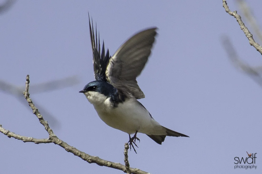 Tree Swallow Flight - Sheldons Marsh.jpg