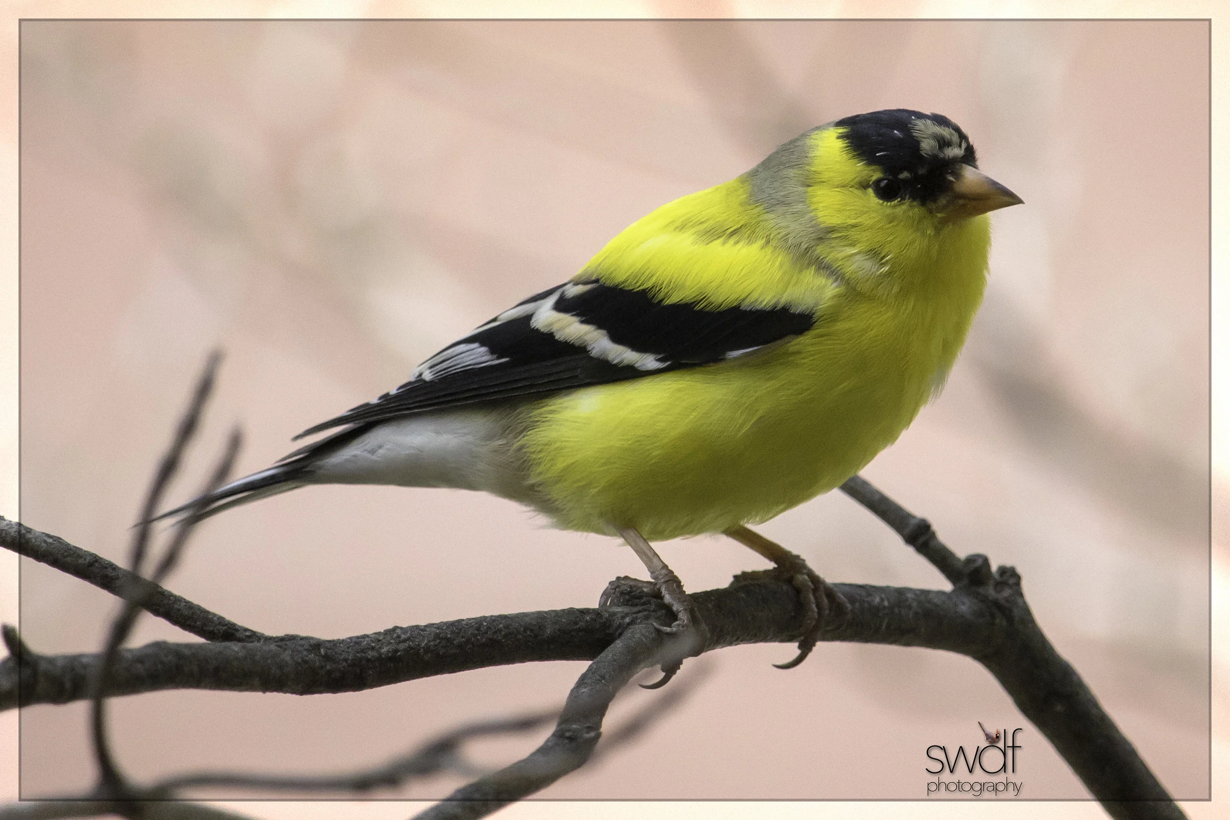 Goldfinch2.jpg