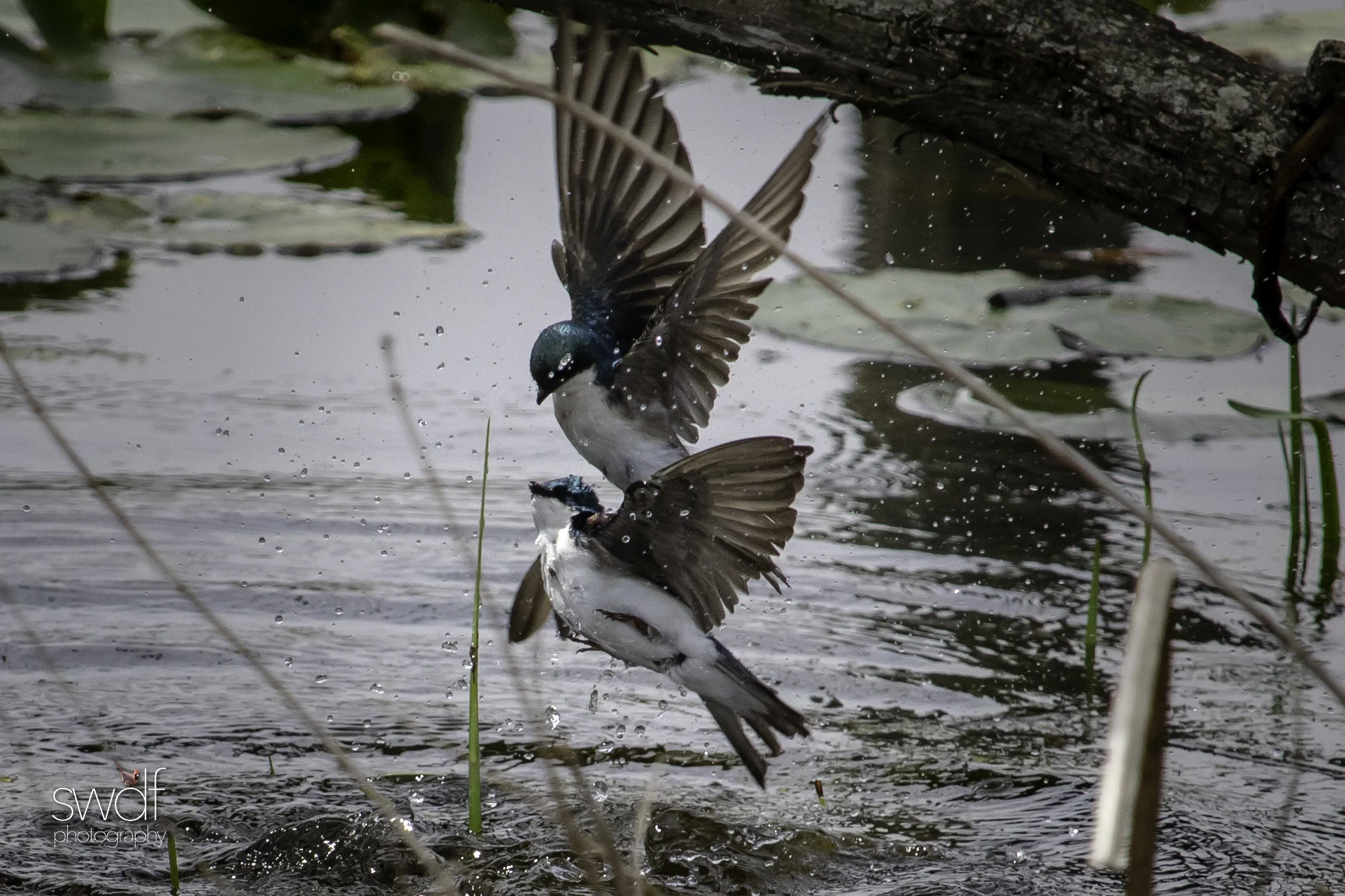 Tree Swallows - Beaver Marsh.jpg