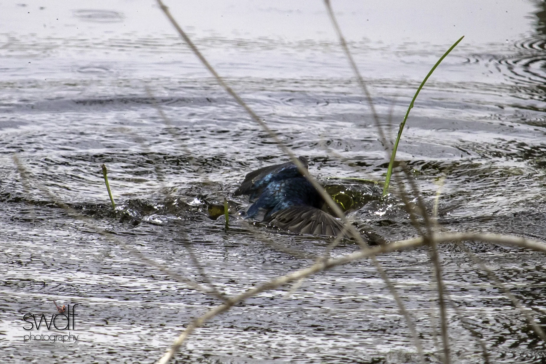 Tree Swallows3 - Beaver Marsh.jpg
