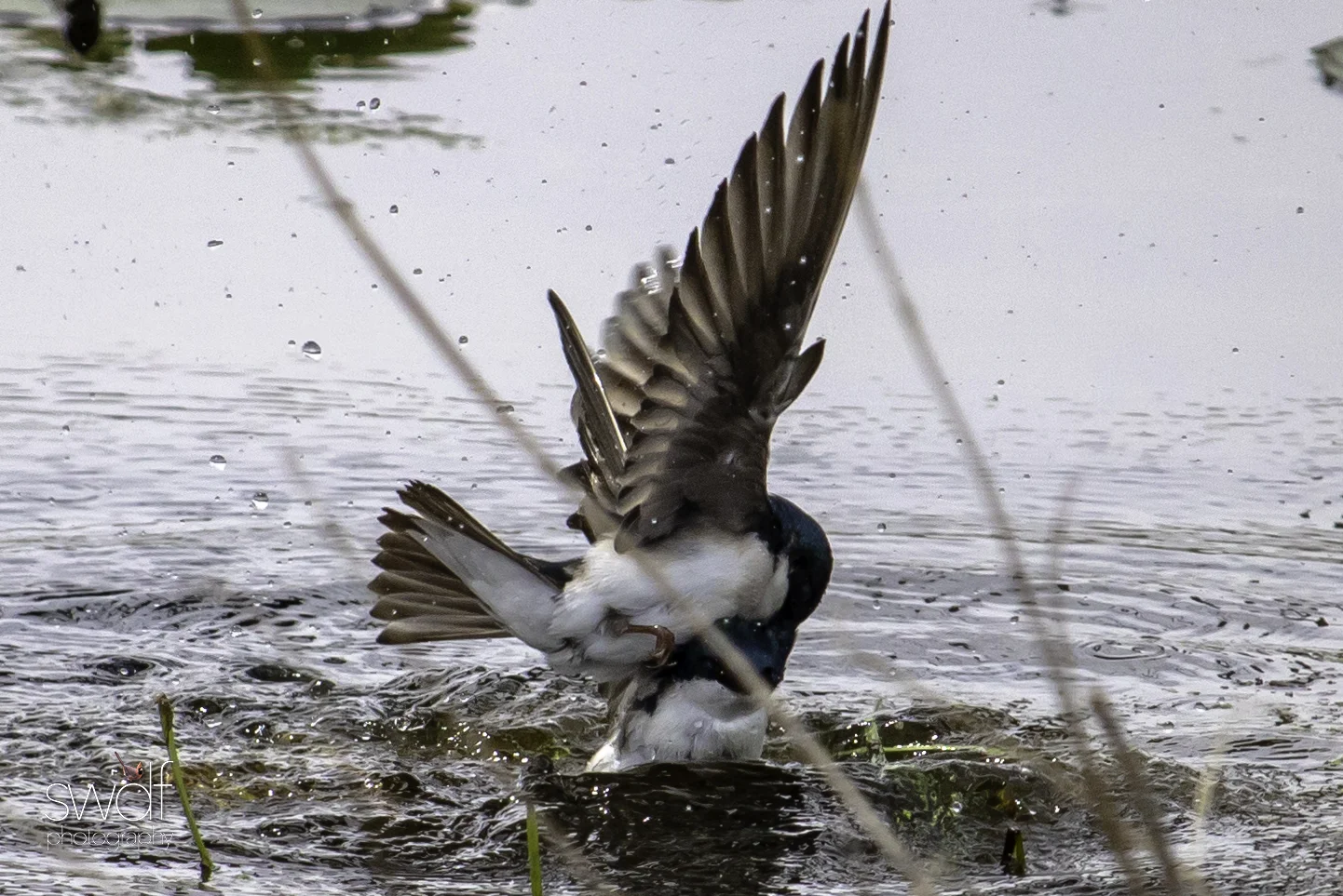 Tree Swallows5 - Beaver Marsh.jpg