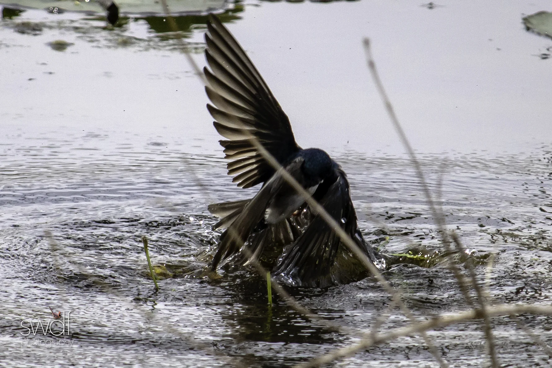 Tree Swallows6 - Beaver Marsh.jpg
