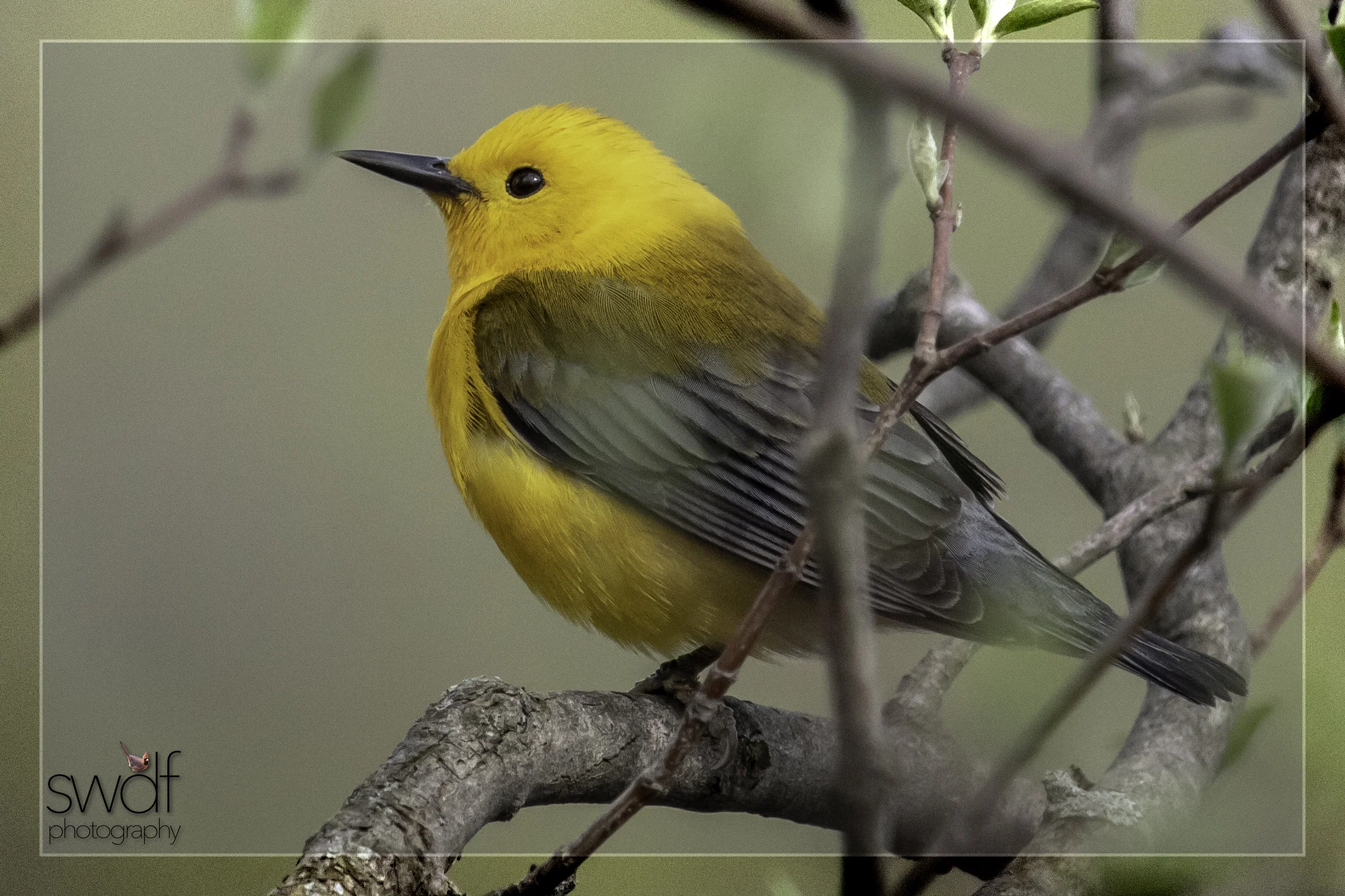 Prothonotary Warbler2 - Magee Marsh.jpg