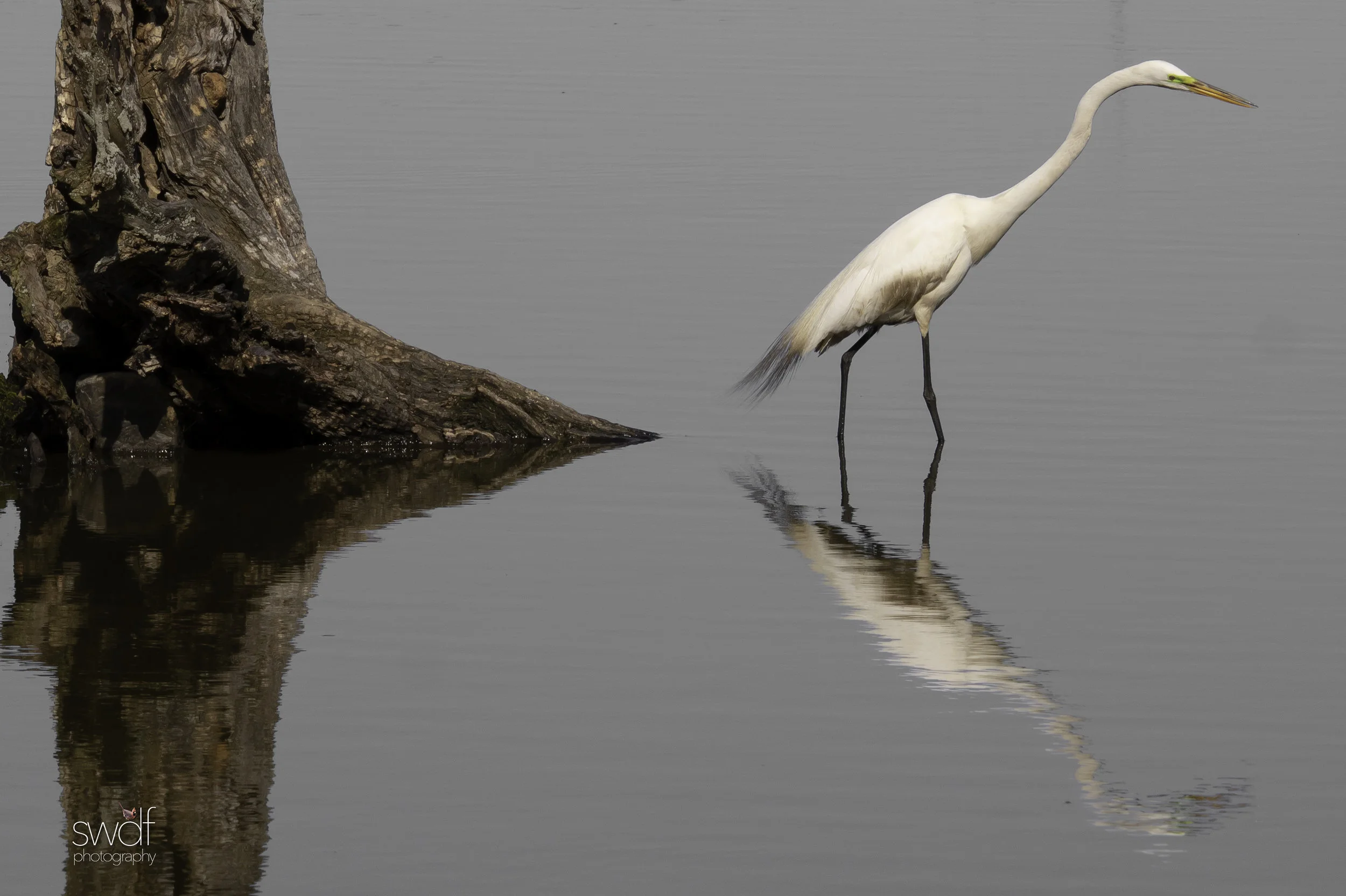 Egret Reflection.jpg