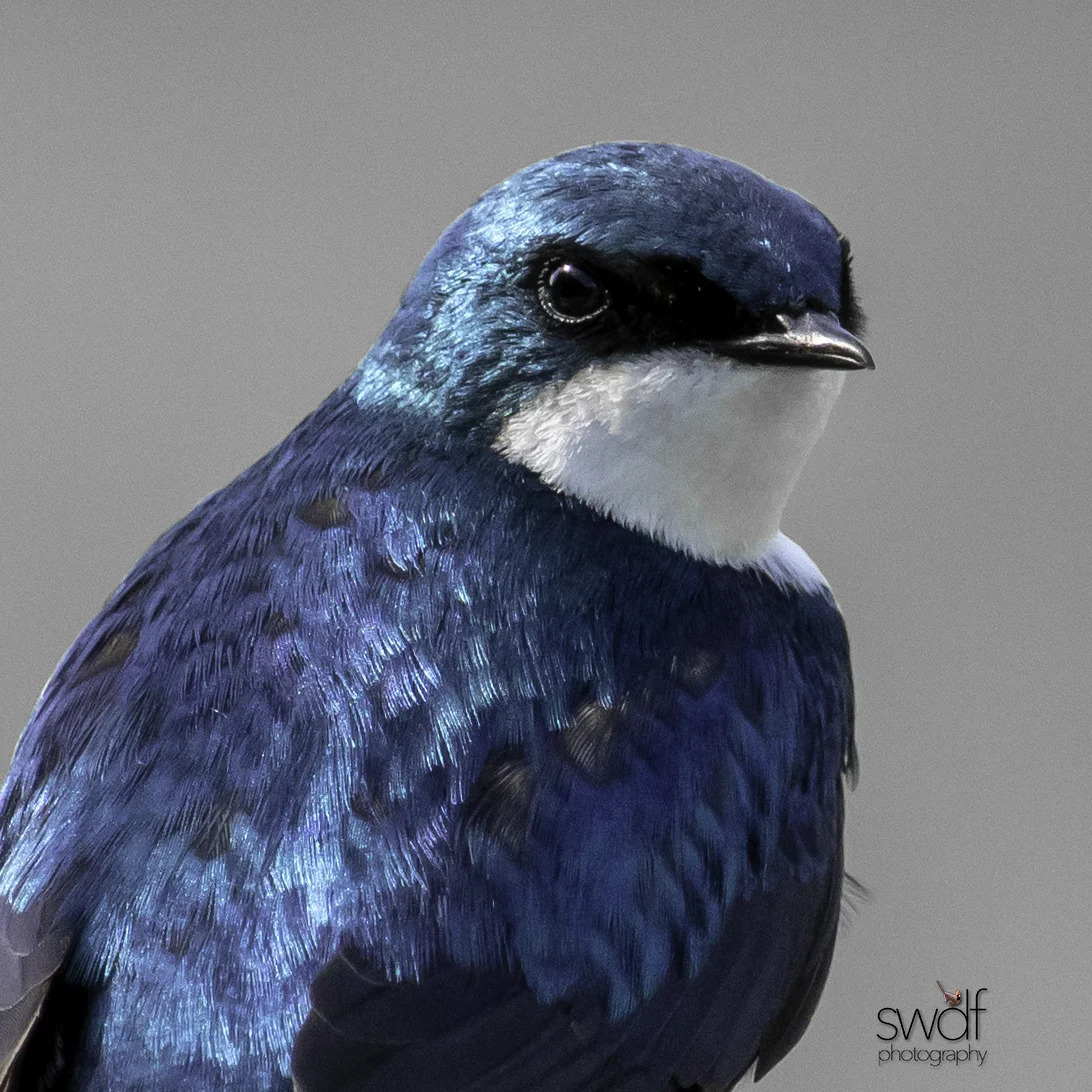 Tree Swallow Square - Sandy Ridge.jpg