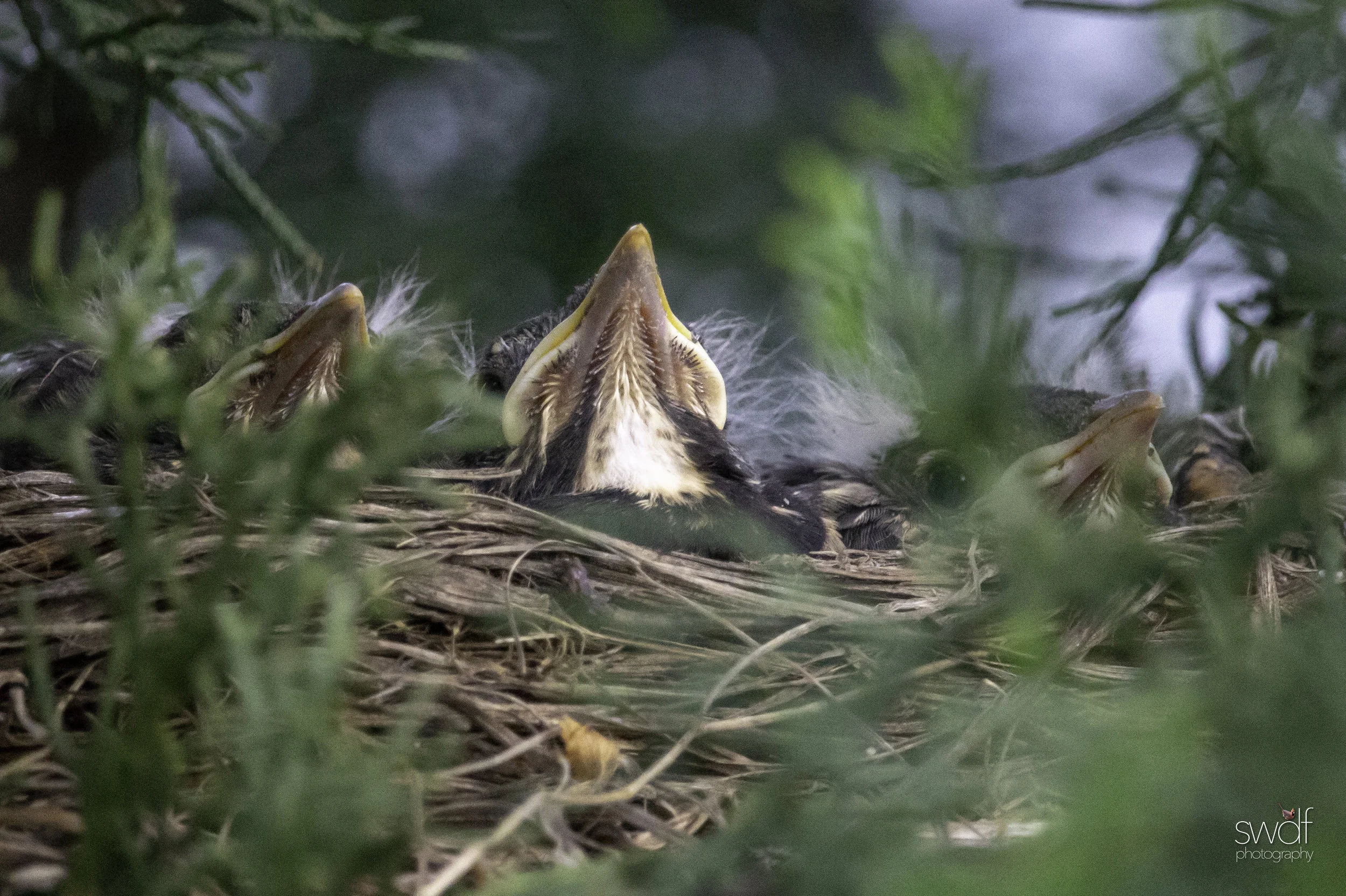 Chin Up - Baby Robins.jpg