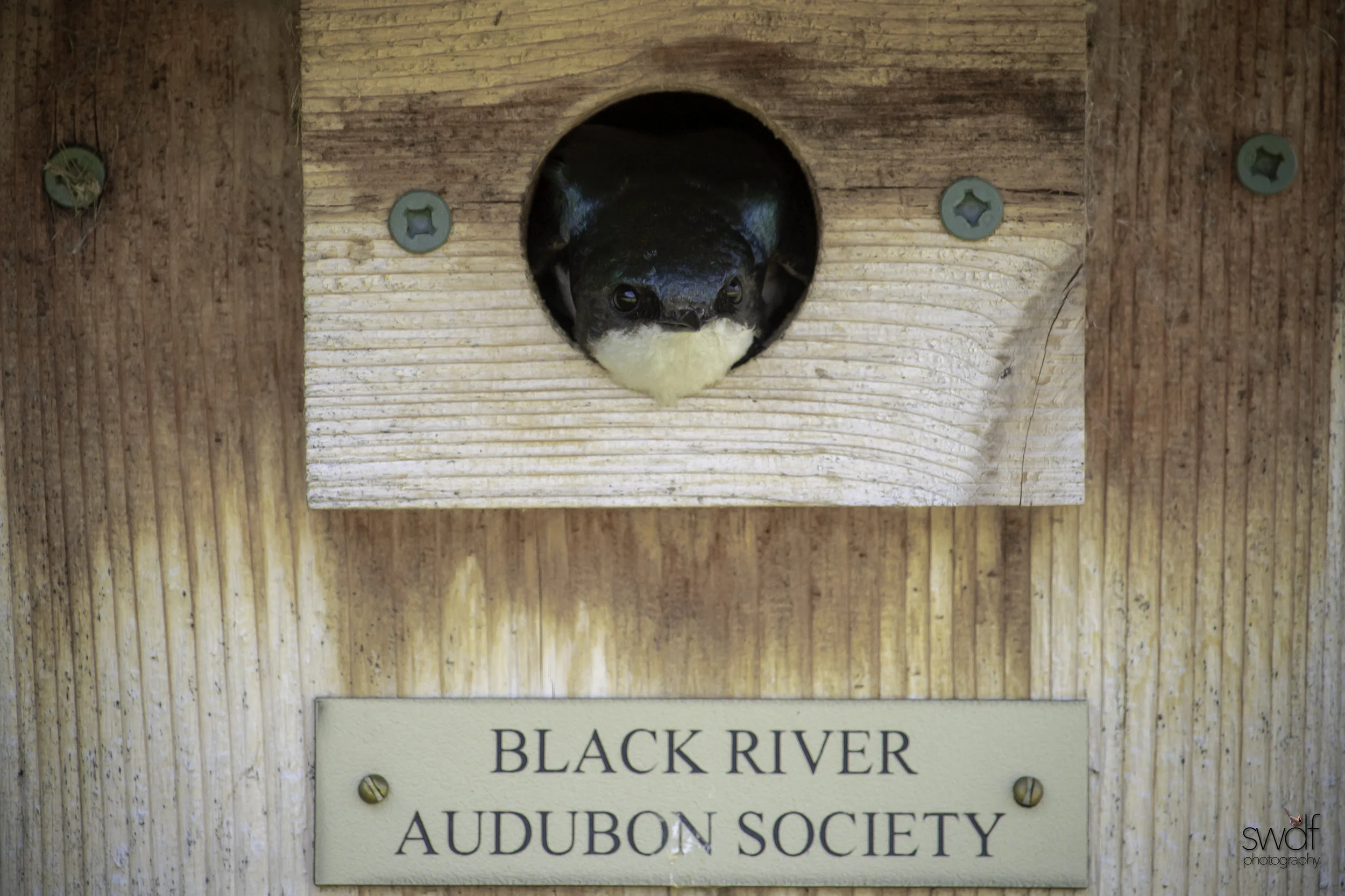 Birdhouse Tree Swallow.jpg