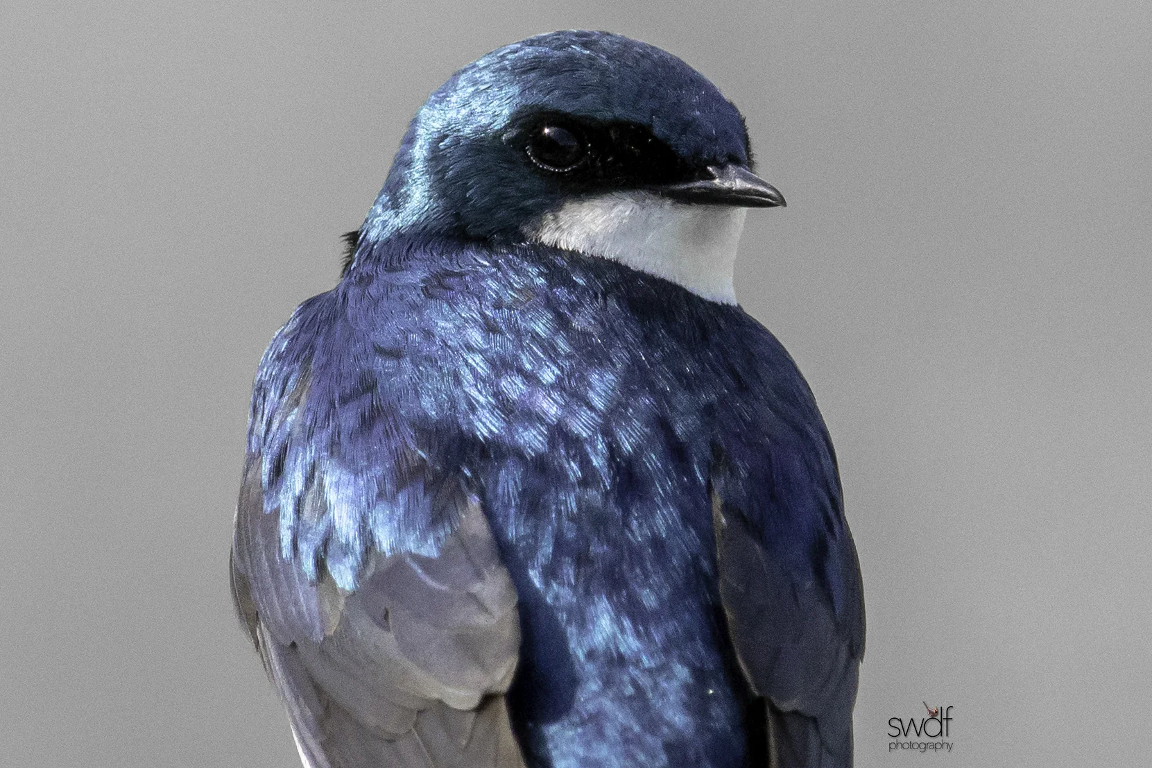 Tree Swallow2 - Sandy Ridge.jpg