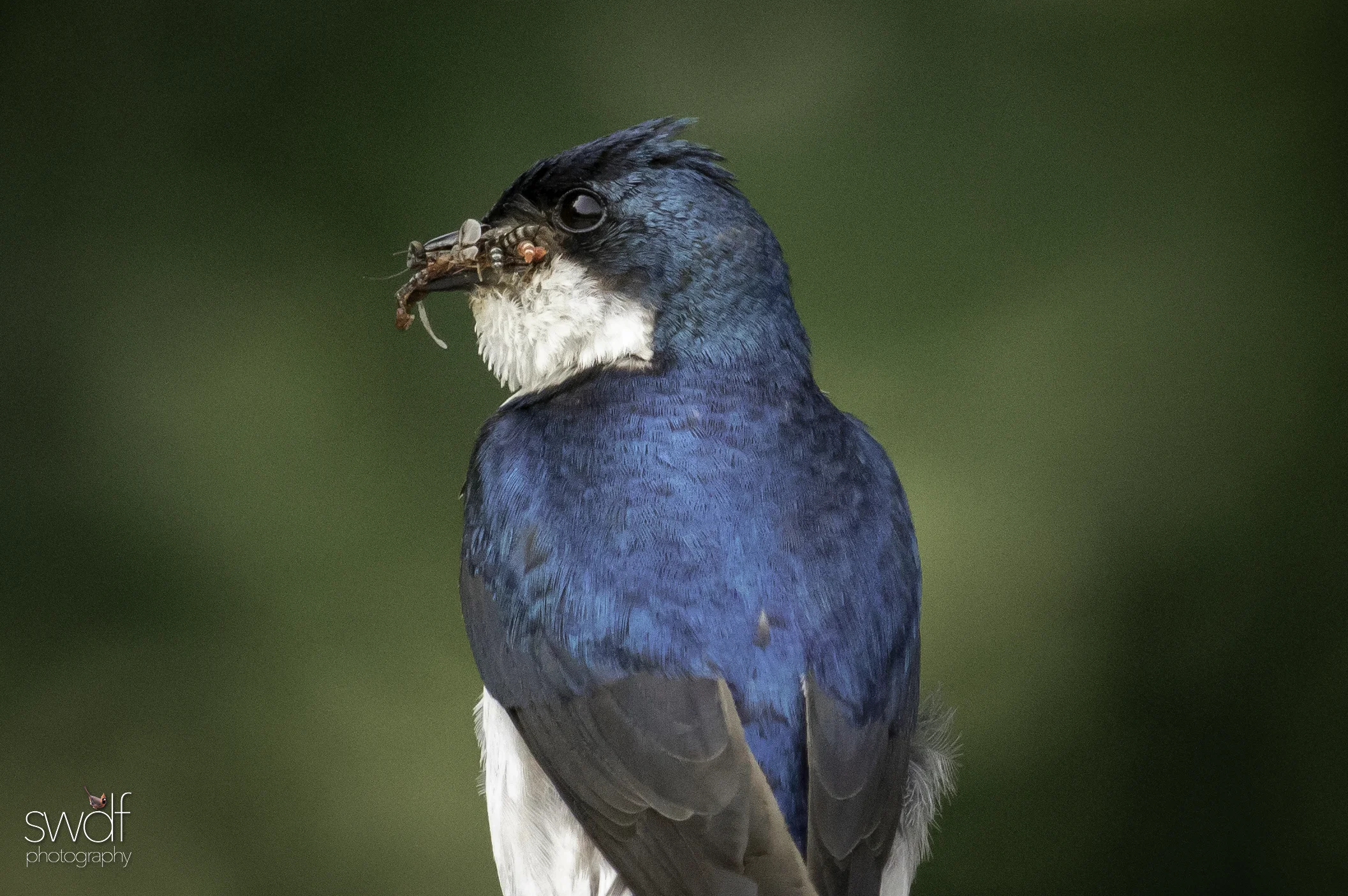 Tree Swallow mouthful - Sandy Ridge.jpg