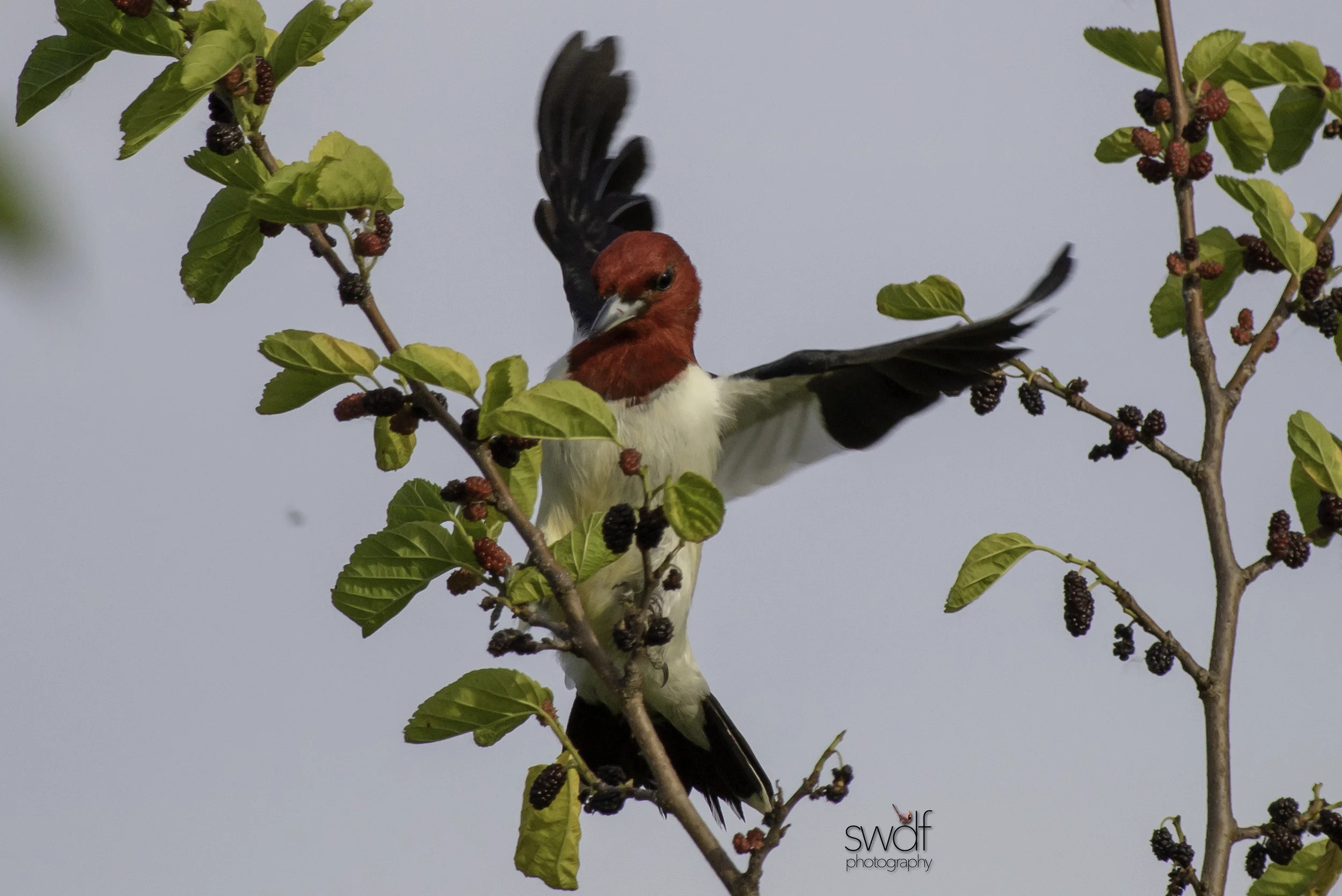 Redheaded Woodpecker - Sheldons Marsh.jpg