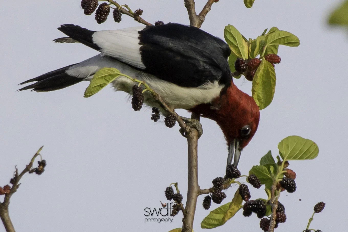 Redheaded Woodpecker6 - Sheldons Marsh.jpg
